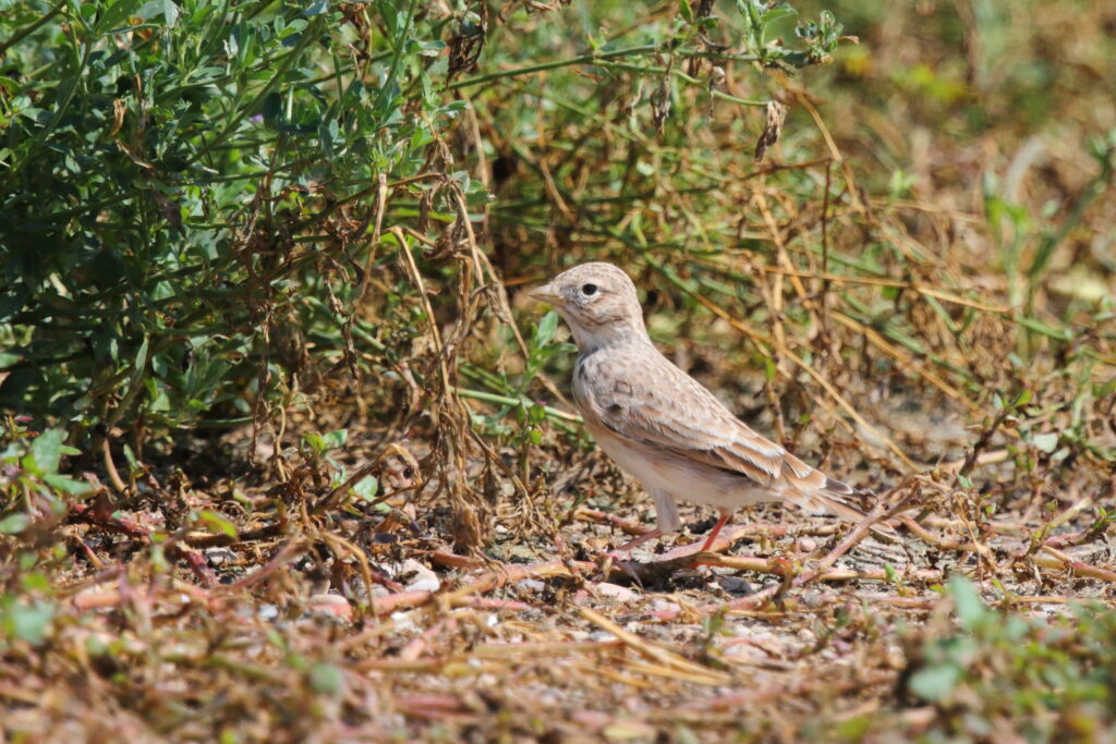Lesser Short-toed Lark. Qatar, 11 October 2012 © Neil G. Morris.