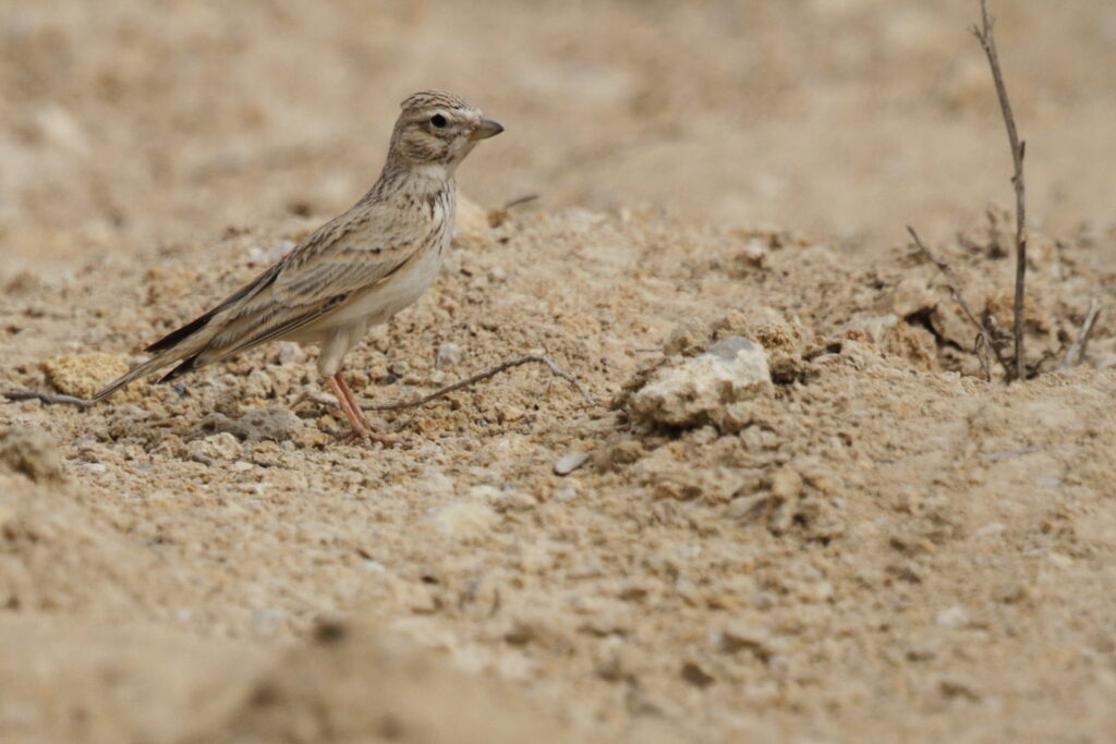 Lesser Short-toed Lark. Qatar, 19 February 2013 © Neil G. Morris.