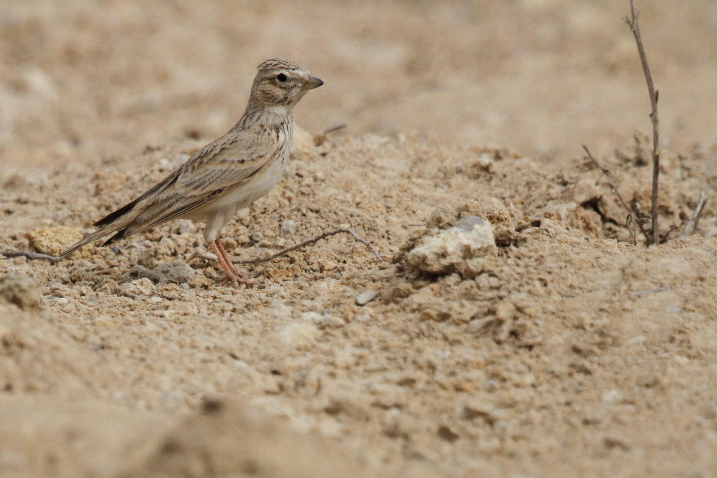 Lesser Short-toed Lark. Qatar, 19 February 2013 © Neil G. Morris.