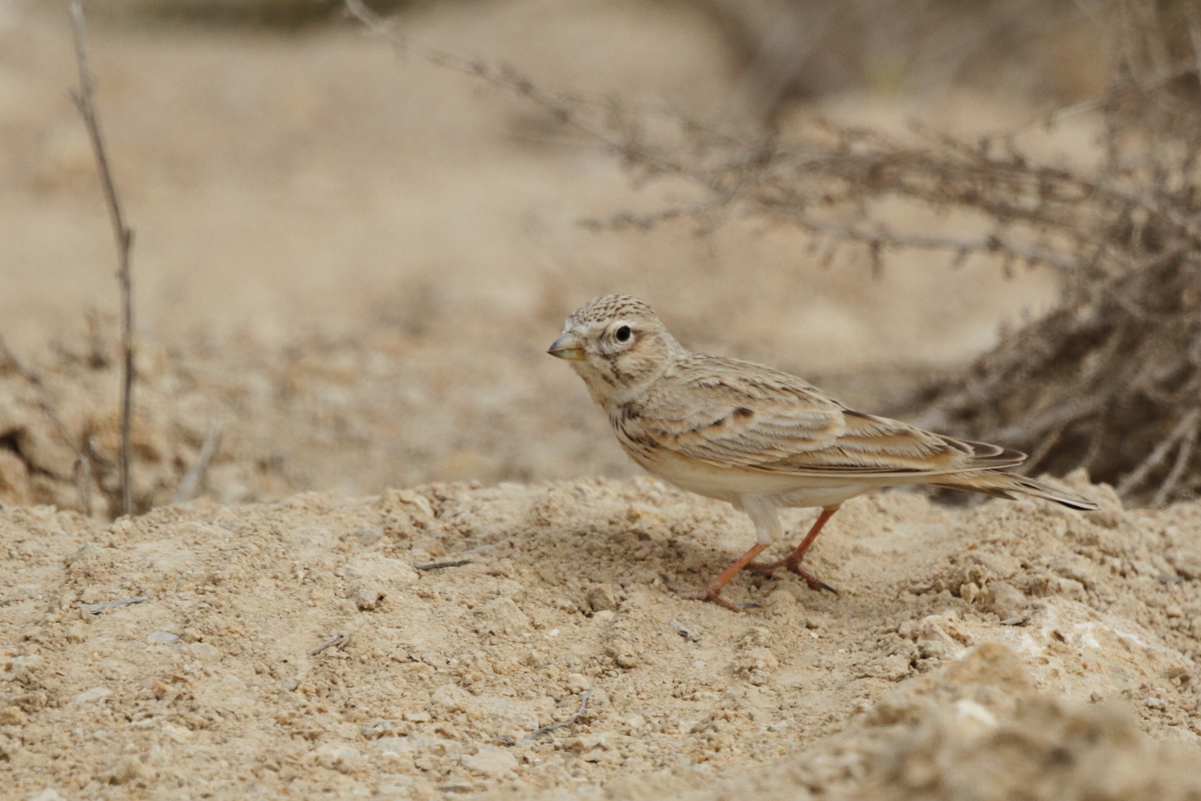 Lesser Short-toed Lark. Qatar, 19 February 2013 © Neil G. Morris.