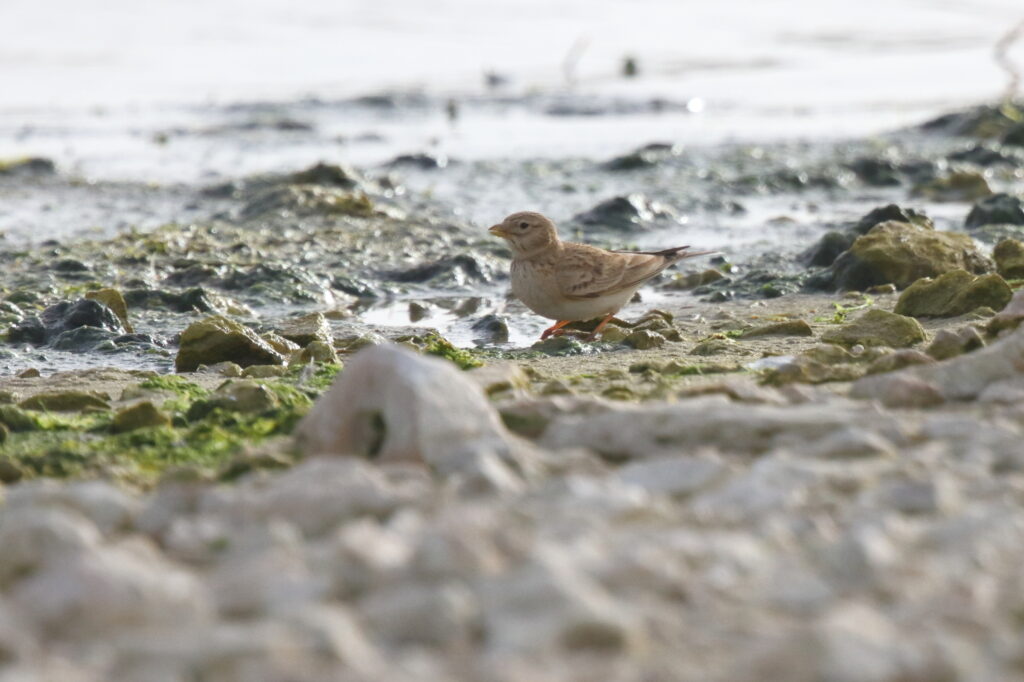 Lesser Short-toed Lark. Qatar, 25 February 2013 © Neil G. Morris.