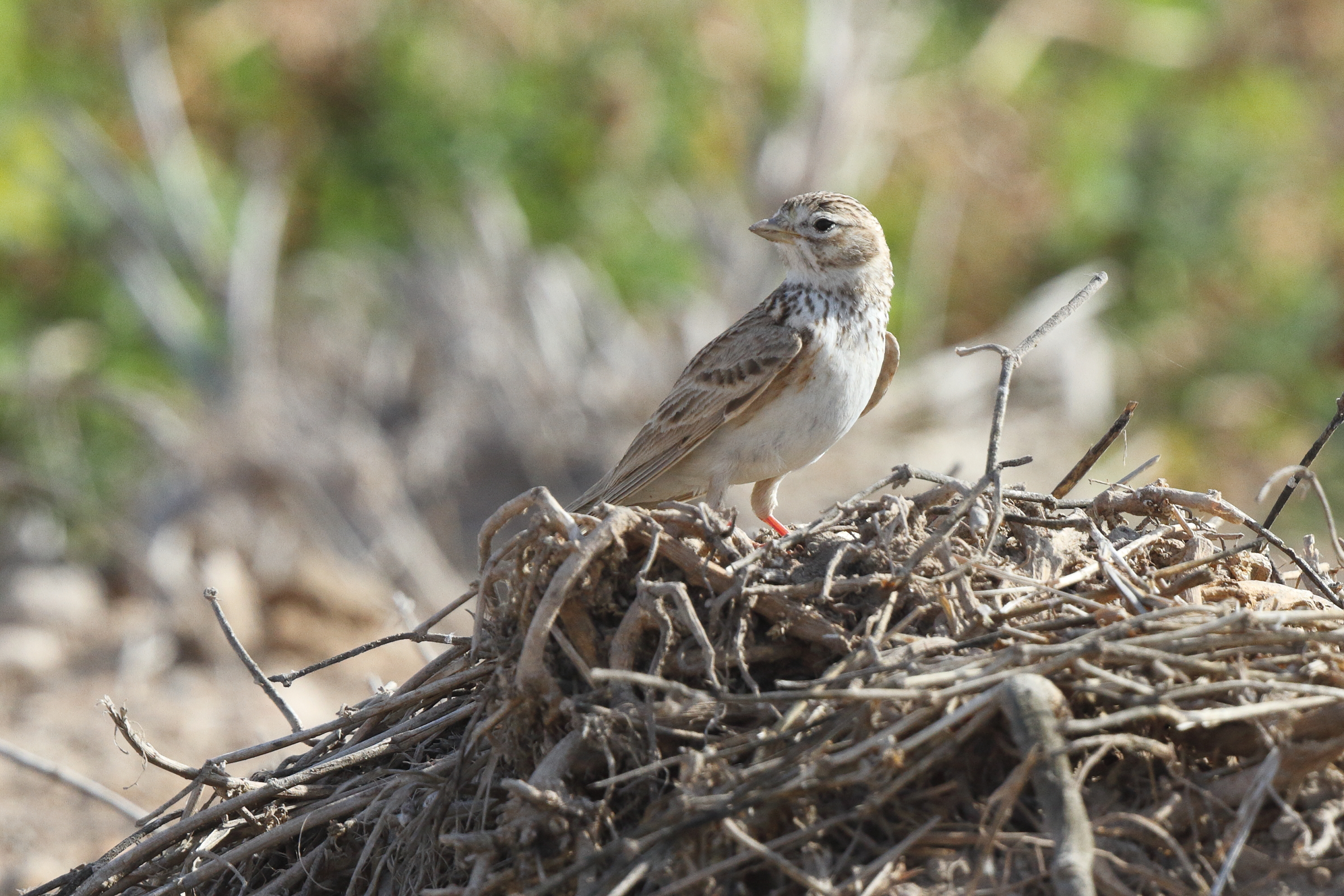 Lesser Short-toed Lark. Qatar, 17 March 2013 © Neil G. Morris.