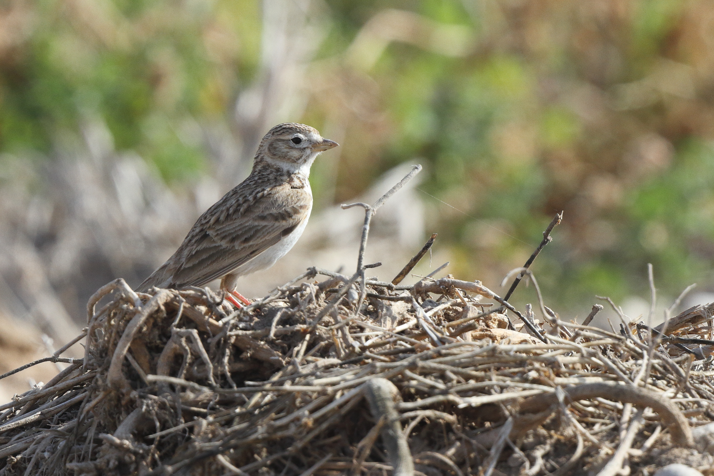 Lesser Short-toed Lark. Qatar, 17 March 2013 © Neil G. Morris.