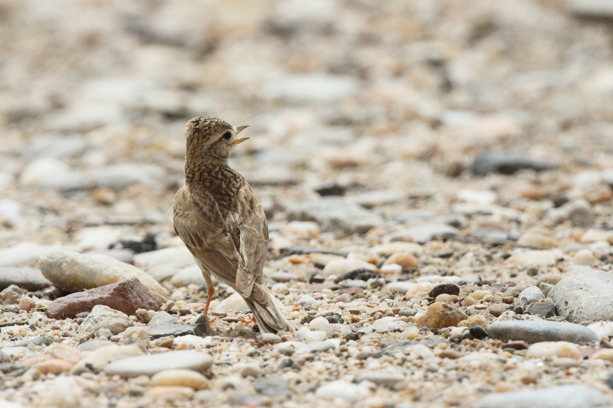 Lesser Short-toed Lark. Qatar, 06 May 2013 © Neil G. Morris.