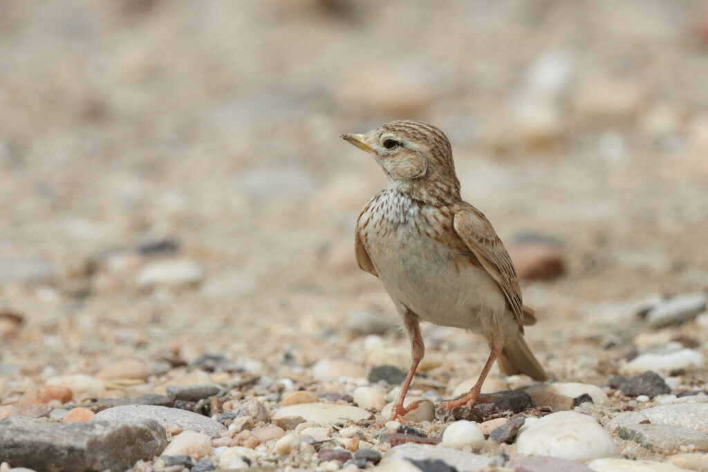 Lesser Short-toed Lark. Qatar, 06 May 2013 © Neil G. Morris.