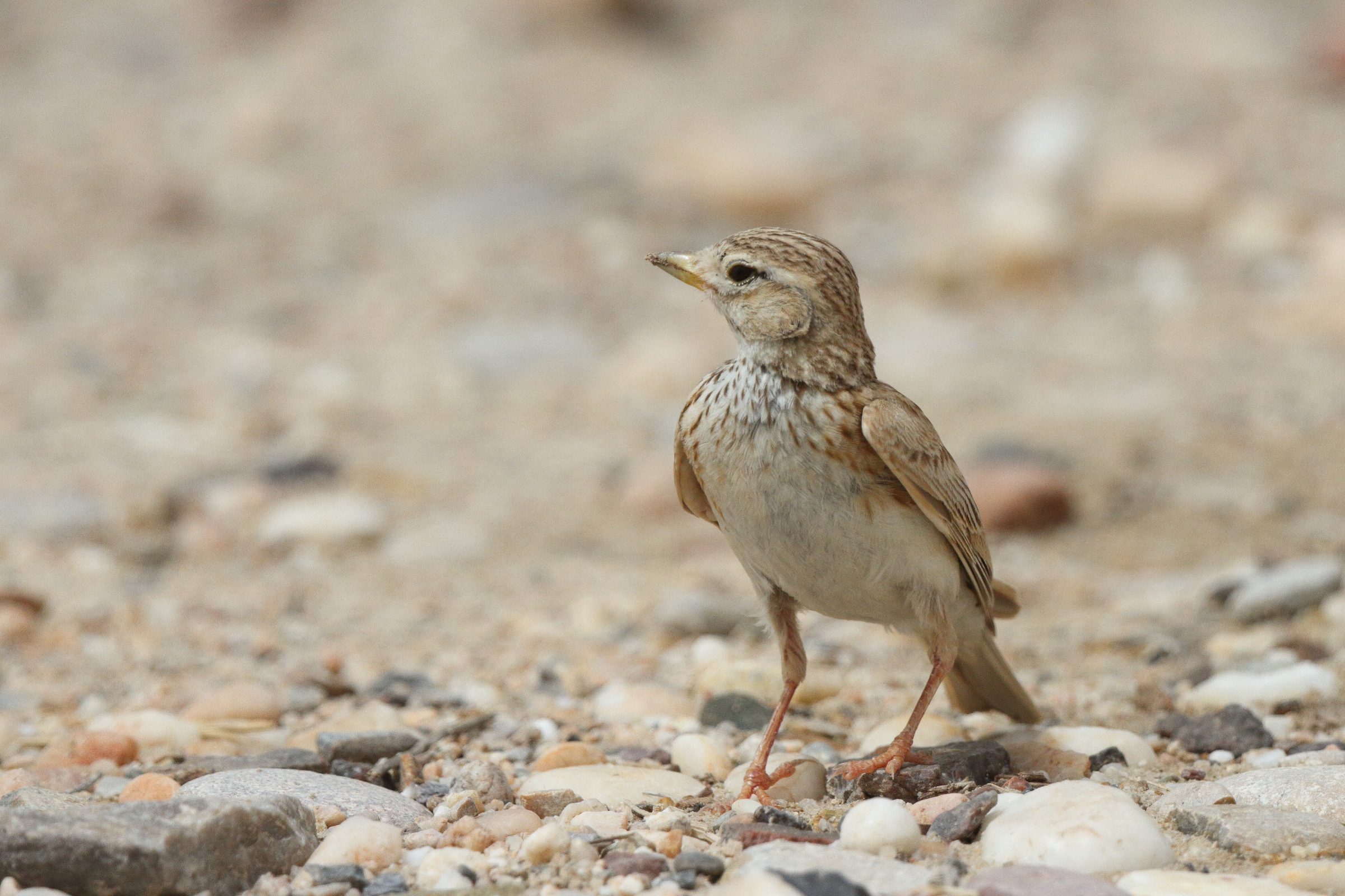 Lesser Short-toed Lark. Qatar, 06 May 2013 © Neil G. Morris.