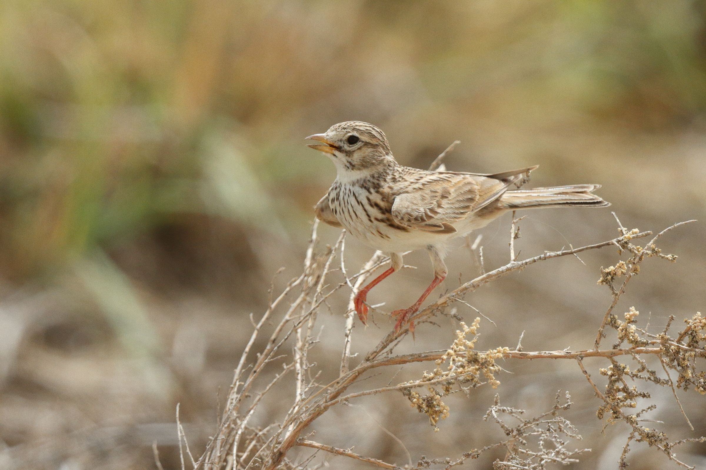 Lesser Short-toed Lark. Qatar, 06 May 2013 © Neil G. Morris.