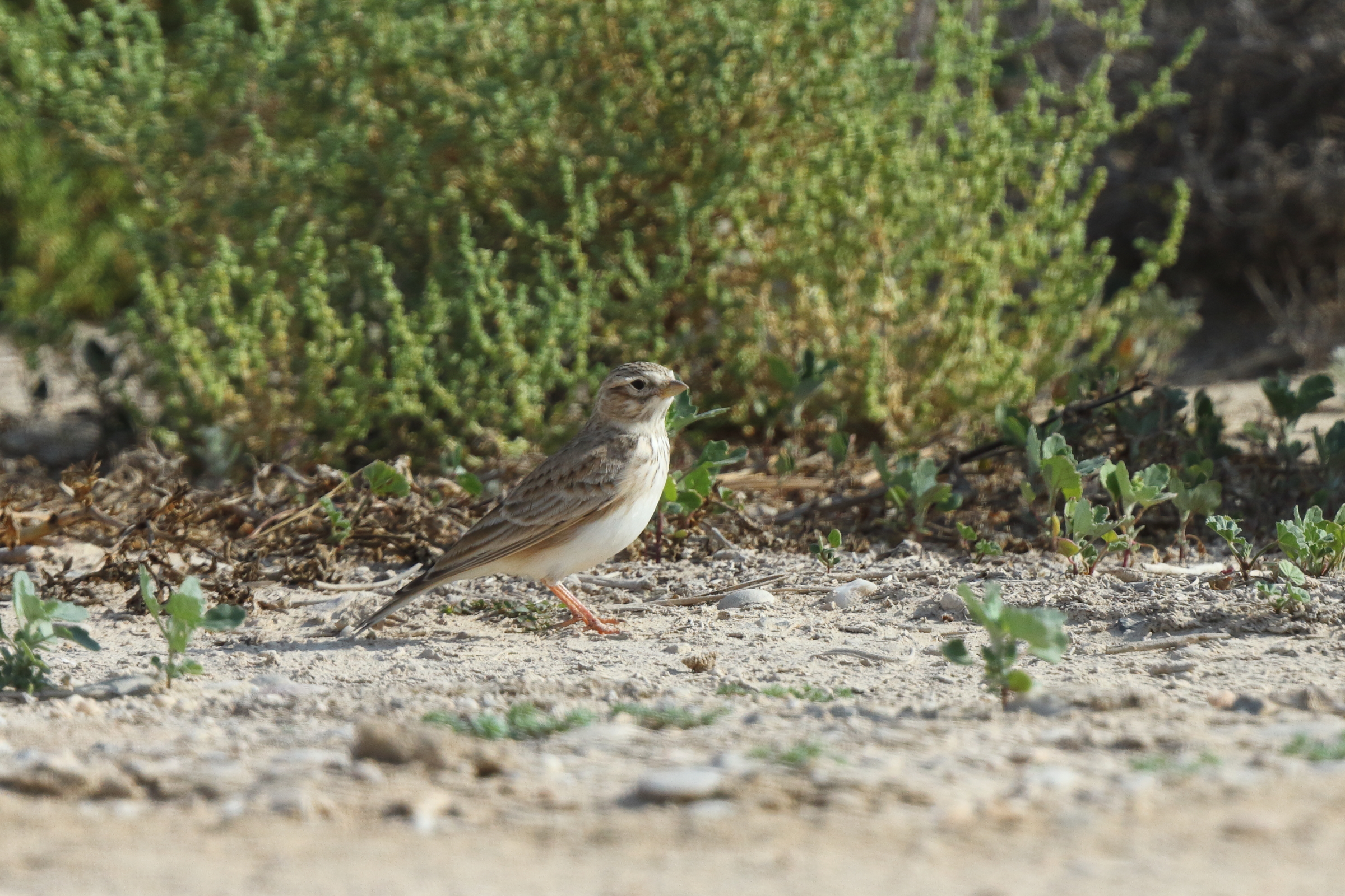 Lesser Short-toed Lark. Qatar, 14 November 2013 © Neil G. Morris.