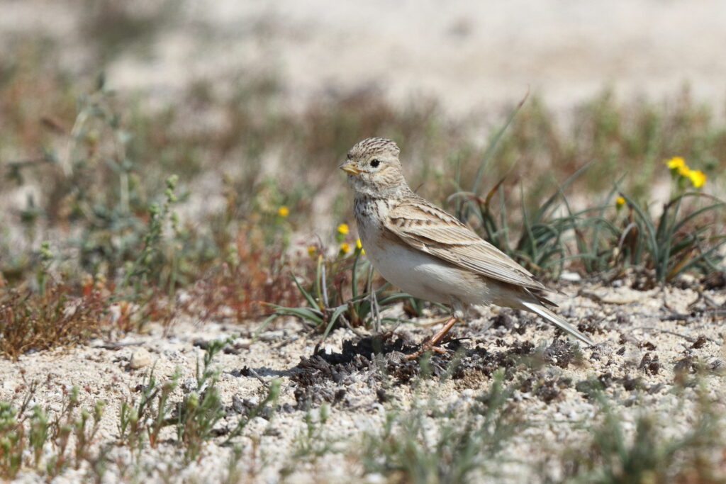 Lesser Short-toed Lark. Qatar, 19 February 2014 © Neil G. Morris.