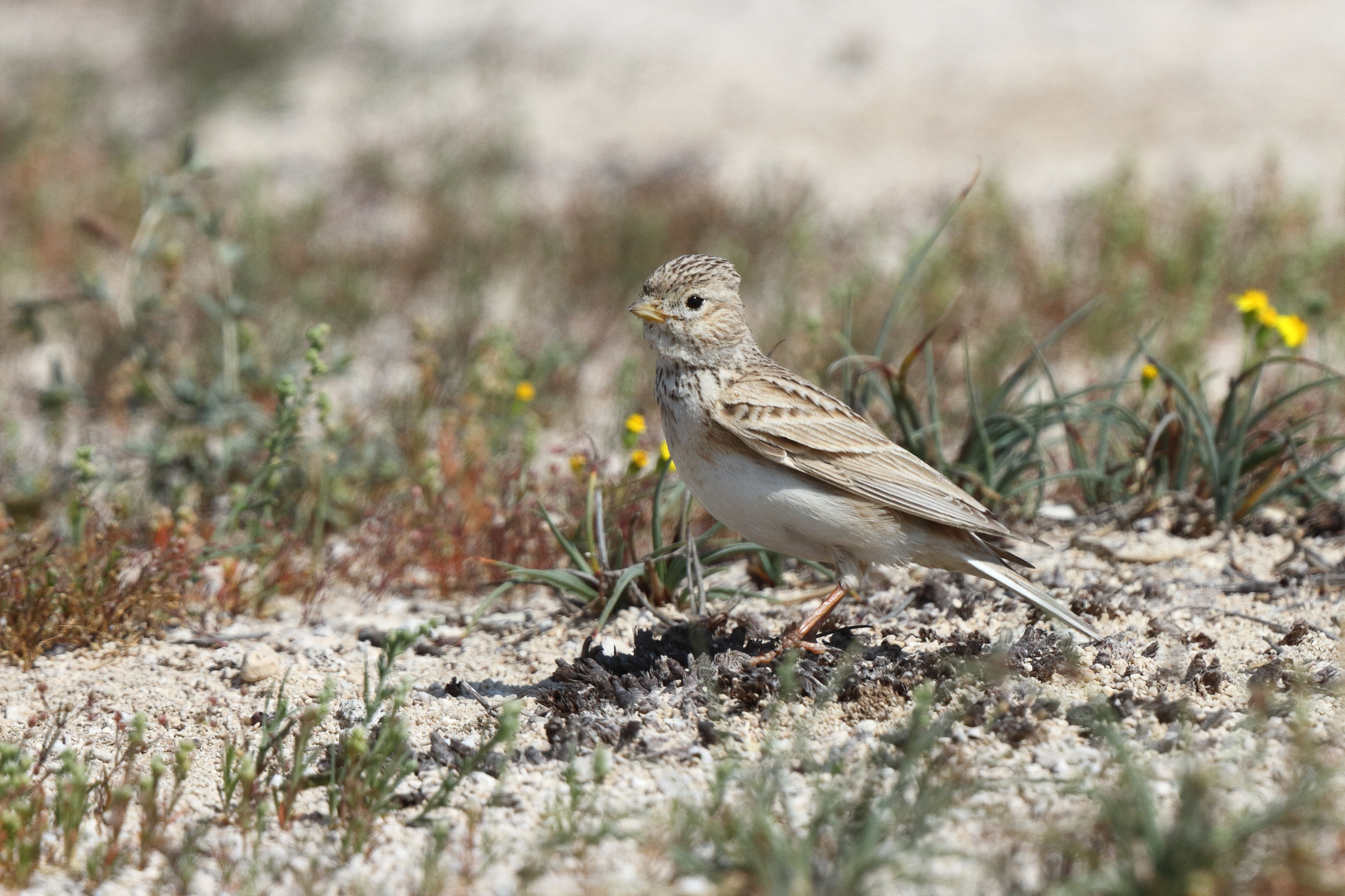 Lesser Short-toed Lark. Qatar, 19 February 2014 © Neil G. Morris.