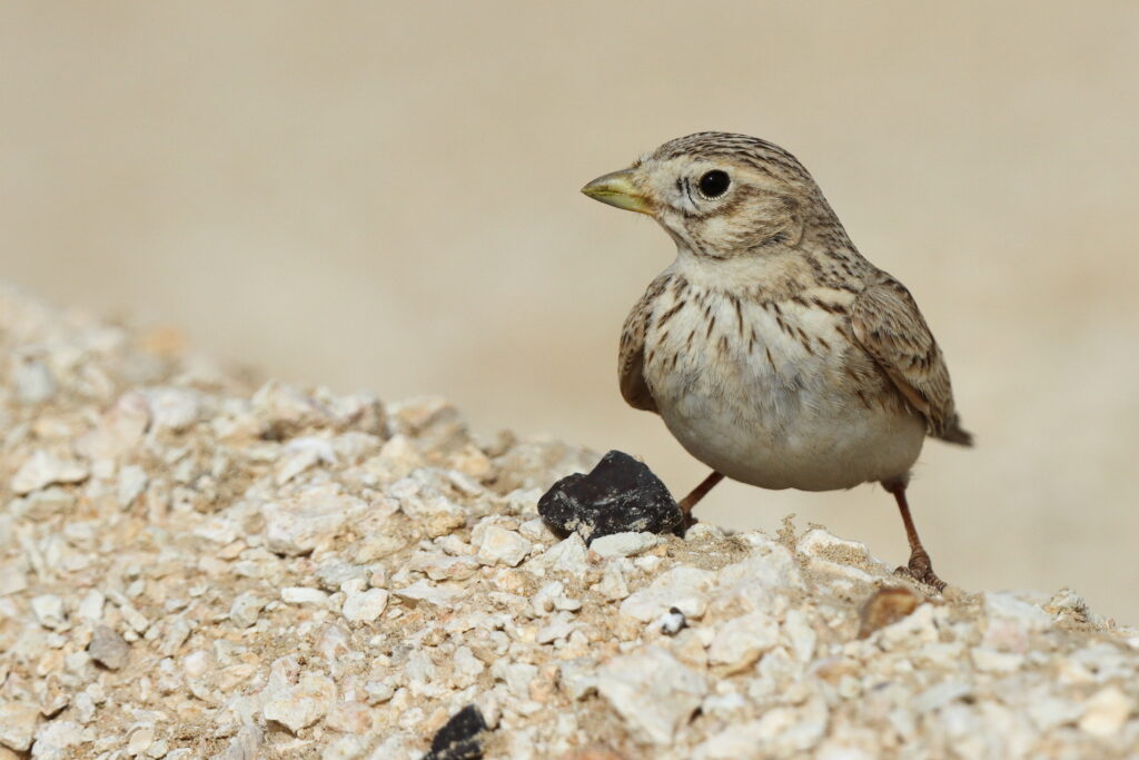 Lesser Short-toed Lark. Qatar, 14 March 2014 © Neil G. Morris.