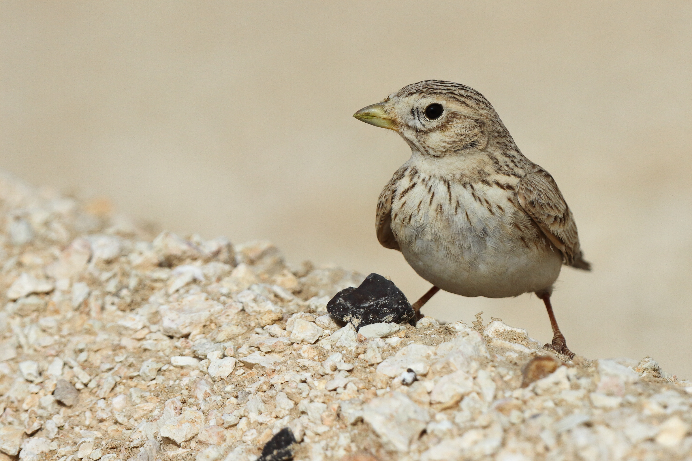 Lesser Short-toed Lark. Qatar, 14 March 2014 © Neil G. Morris.