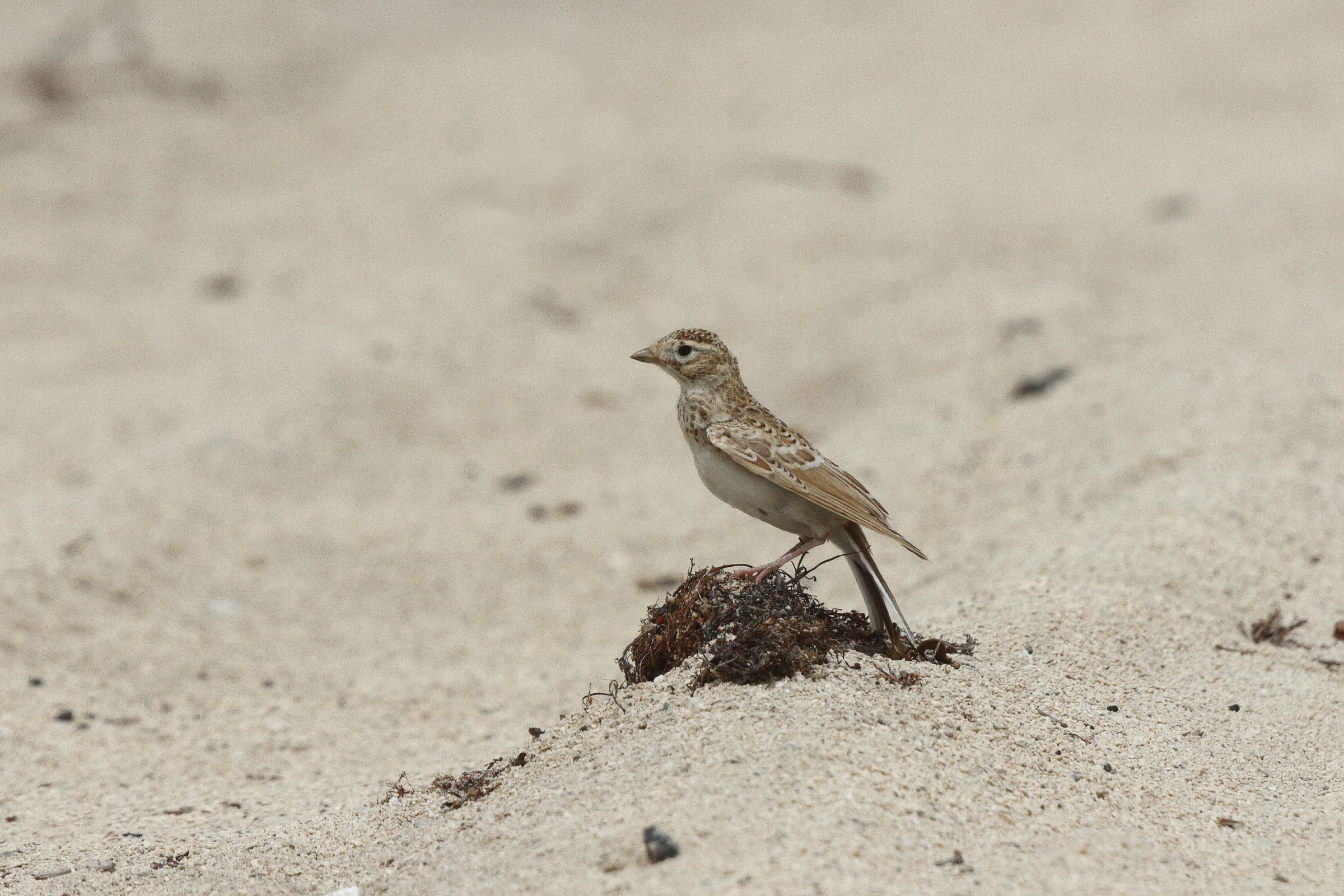 Lesser Short-toed Lark. Qatar, 11 May 2014 © Neil G. Morris.