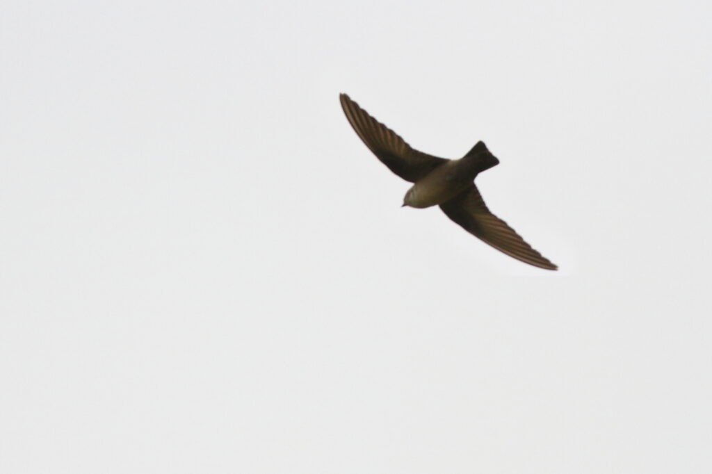 Eurasian Crag Martin. Qatar, 08 May 2013 © Neil G. Morris.