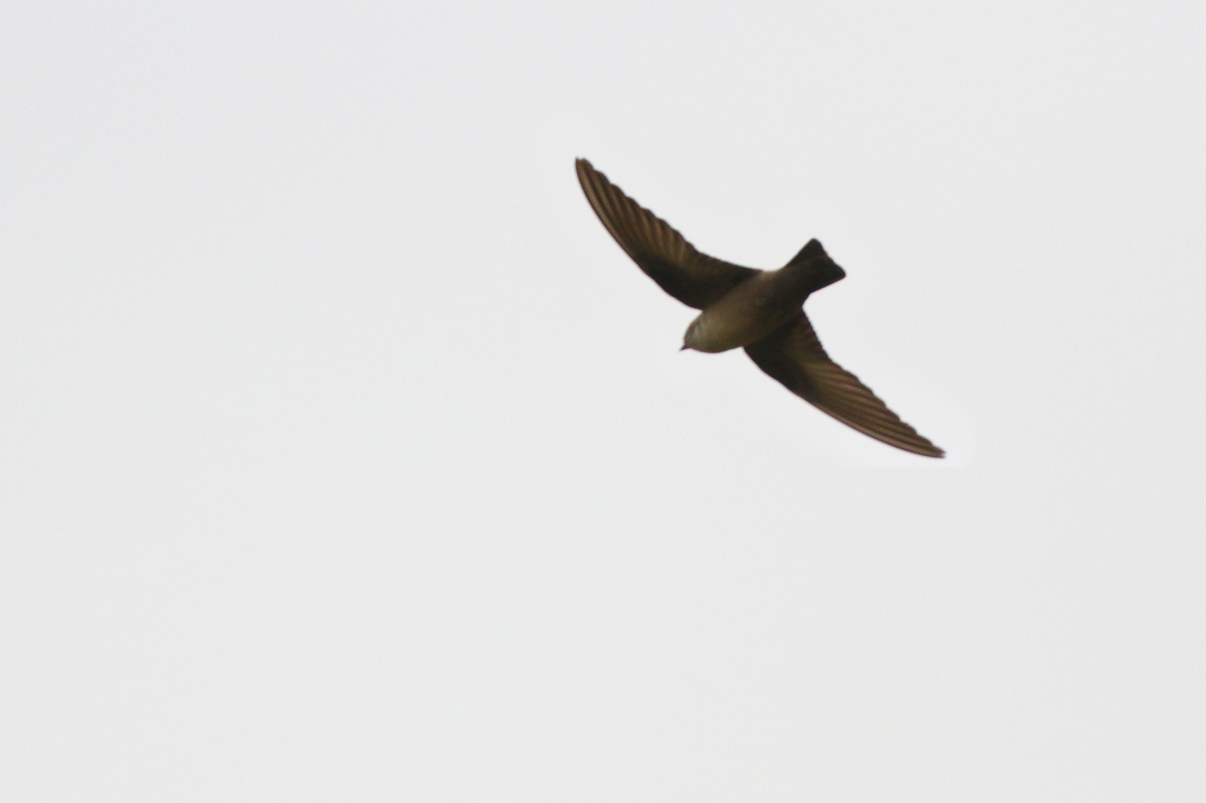 Eurasian Crag Martin. Qatar, 08 May 2013 © Neil G. Morris.