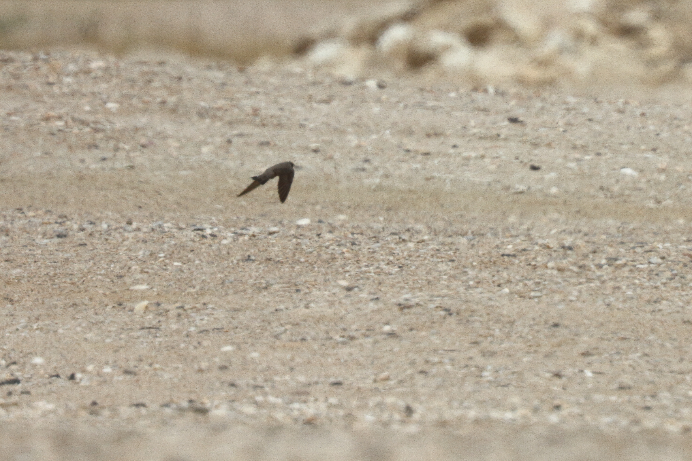 Eurasian Crag Martin. Qatar, 03 April 2014 © Neil G. Morris.