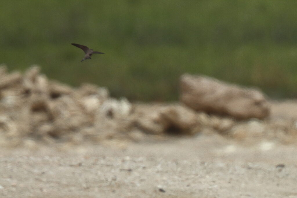 Eurasian Crag Martin. Qatar, 03 April 2014 © Neil G. Morris.