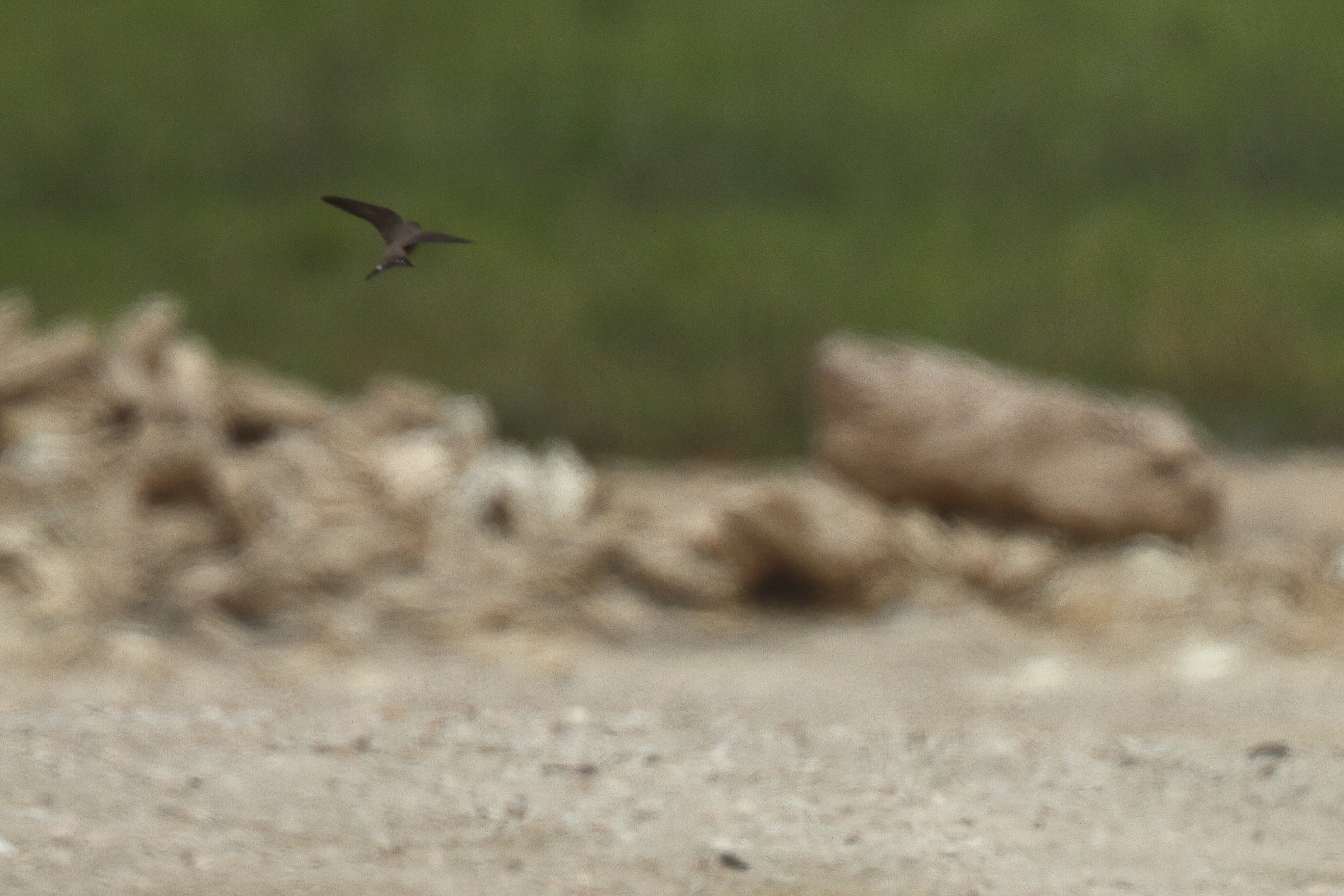 Eurasian Crag Martin. Qatar, 03 April 2014 © Neil G. Morris.