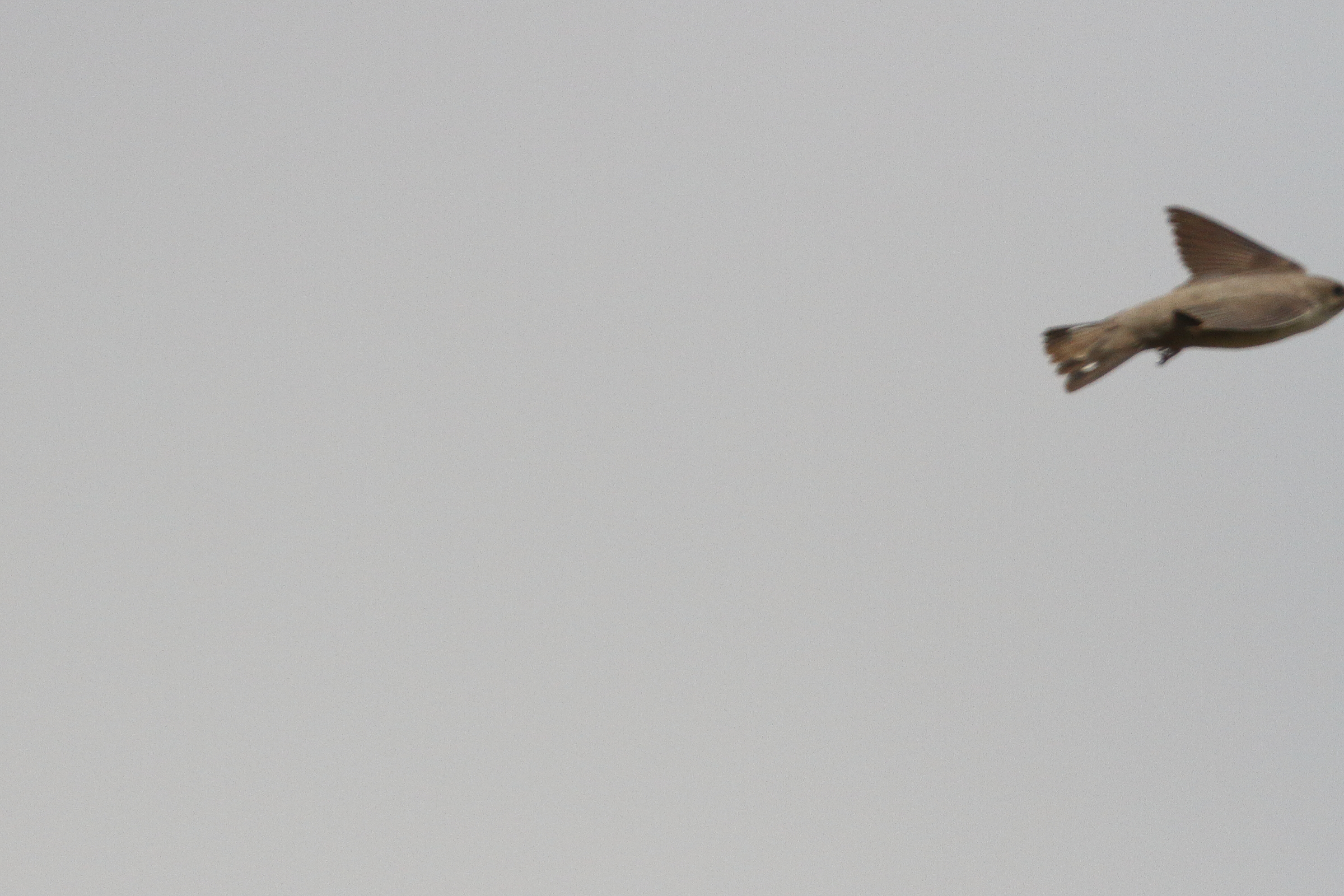 Pale Crag Martin. Qatar, 15 April 2013 © Neil G. Morris.