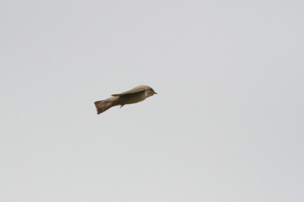 Pale Crag Martin. Qatar, 15 April 2013 © Neil G. Morris.