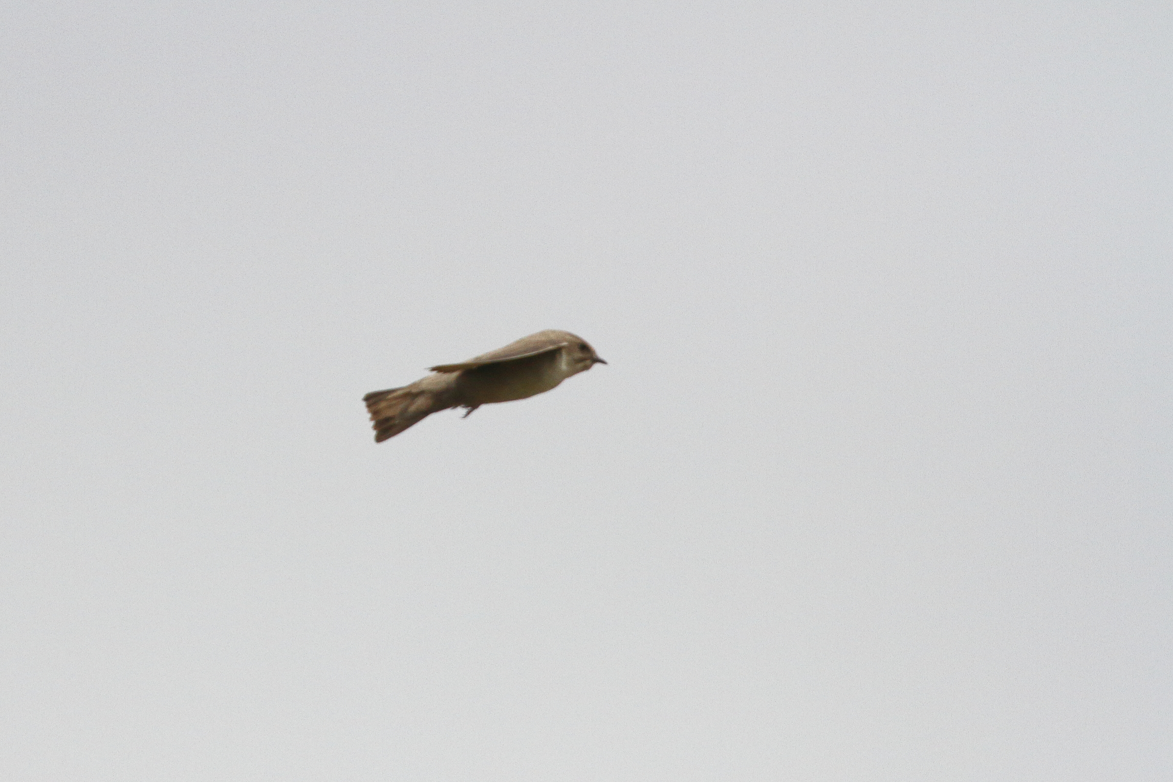 Pale Crag Martin. Qatar, 15 April 2013 © Neil G. Morris.