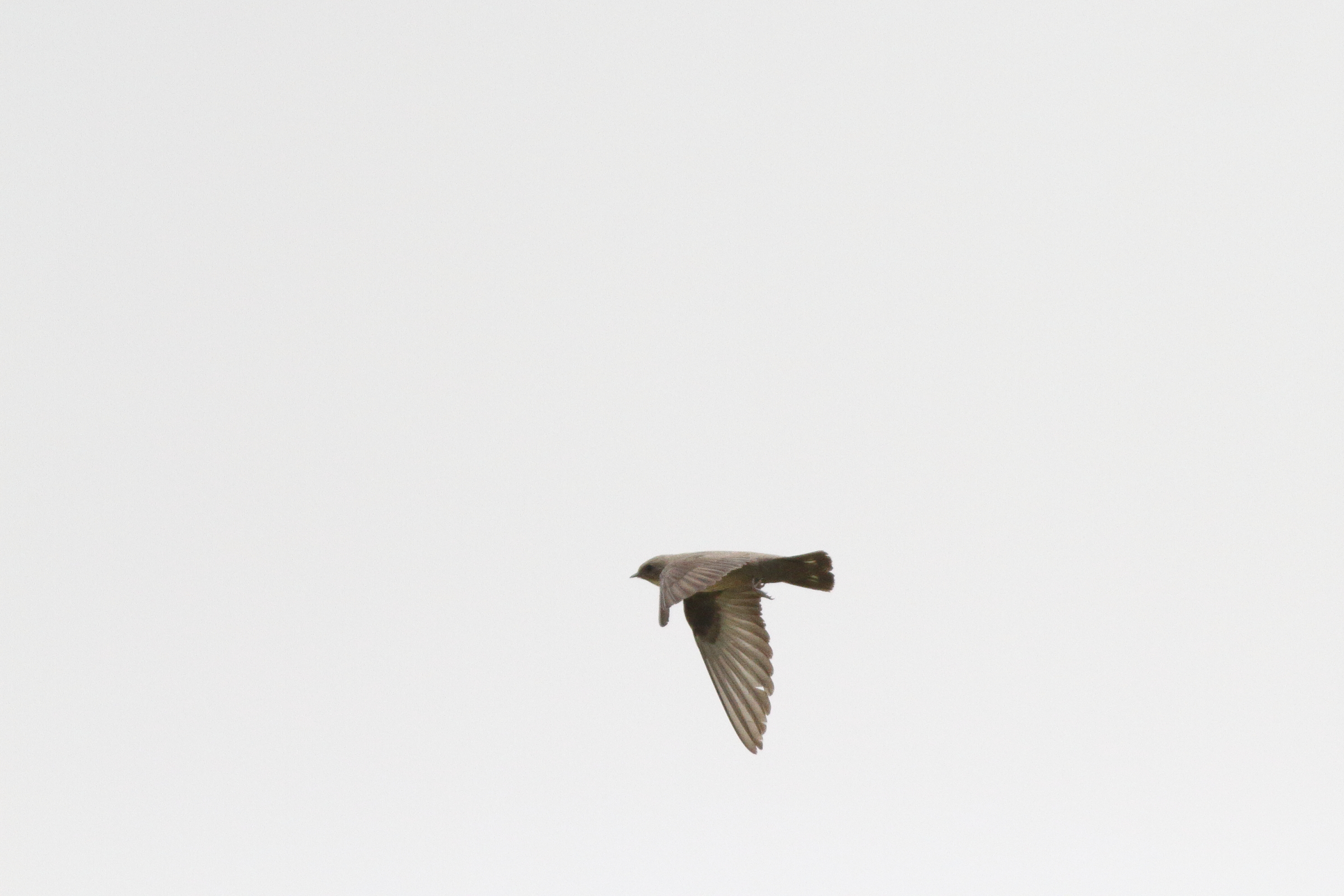 Pale Crag Martin. Qatar, 24 April 2013 © Neil G. Morris.