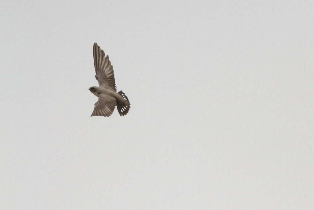 Pale Crag Martin. Qatar, 24 April 2013 © Neil G. Morris.