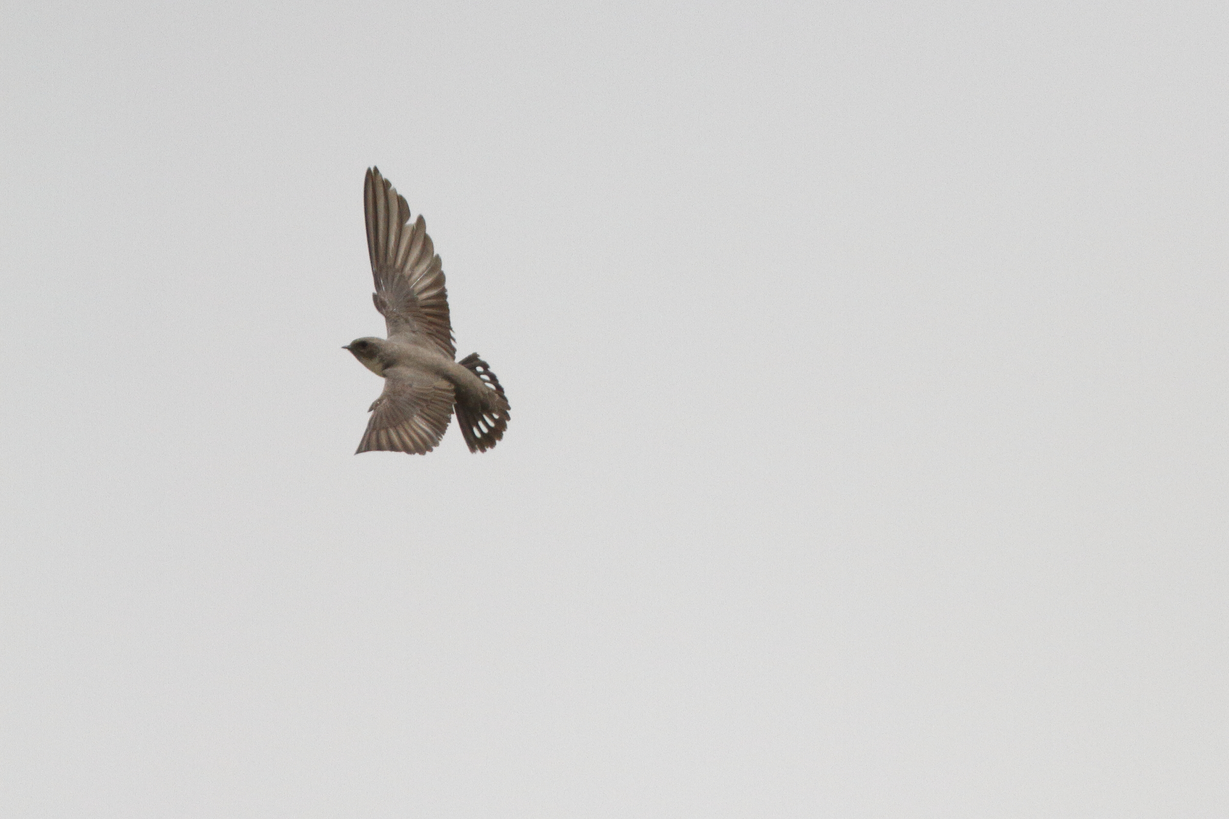 Pale Crag Martin. Qatar, 24 April 2013 © Neil G. Morris.