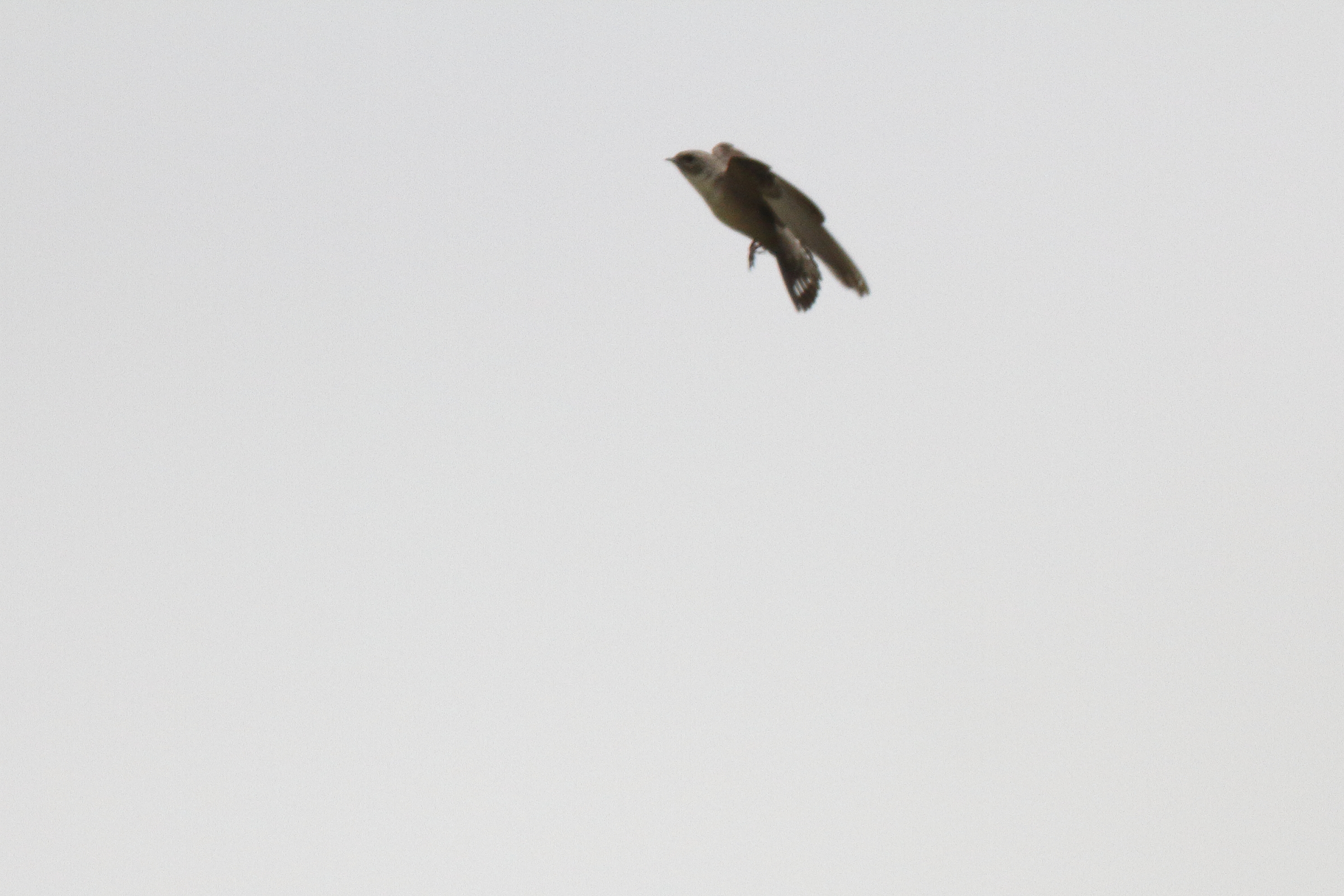 Pale Crag Martin. Qatar, 24 April 2013 © Neil G. Morris.