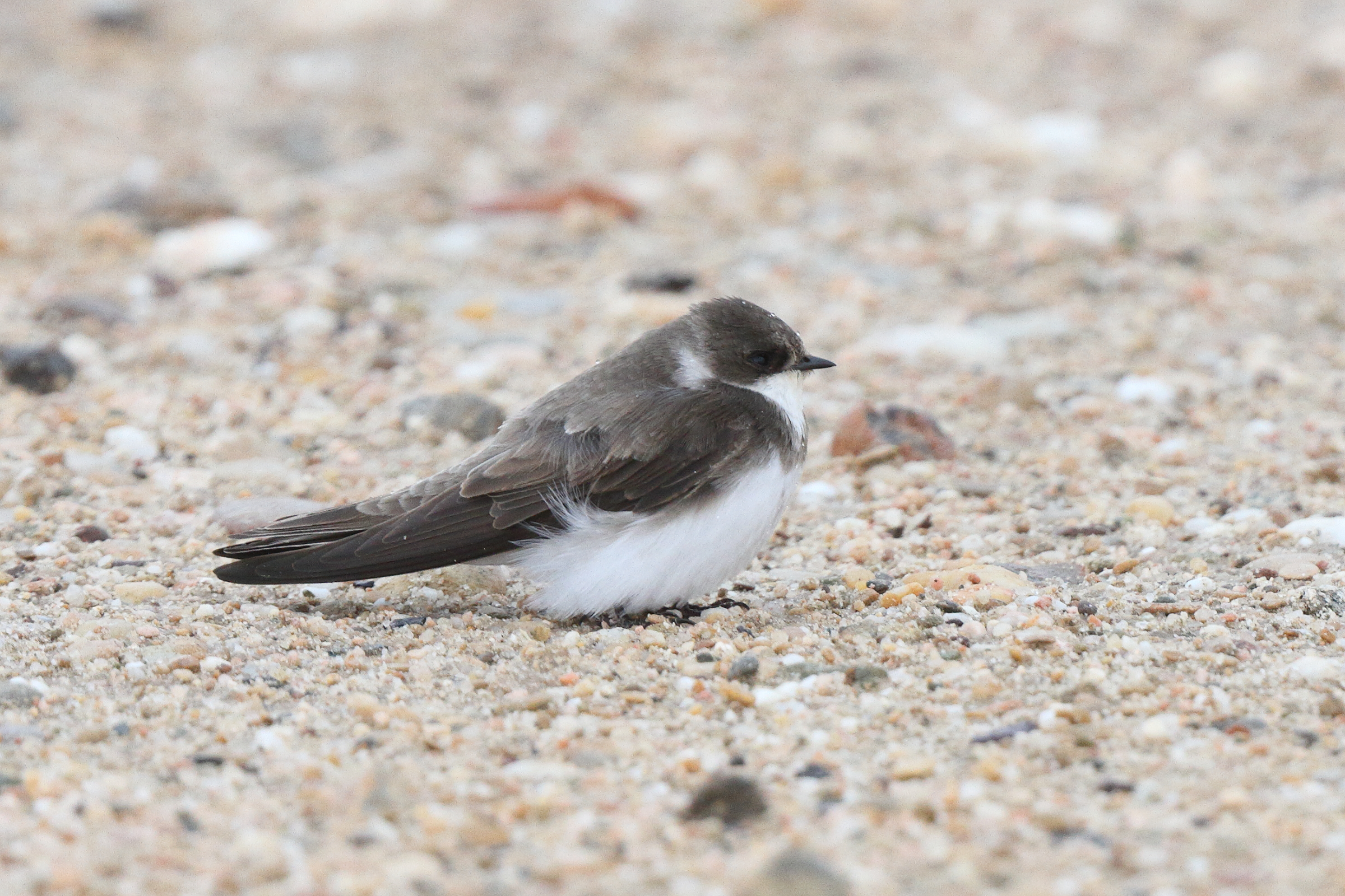 Sand Martin. Qatar, 26 March 2014 © Neil G. Morris.