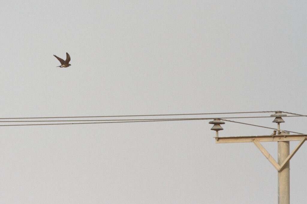 Merlin. Qatar, 14 November 2012 © Neil G. Morris.
