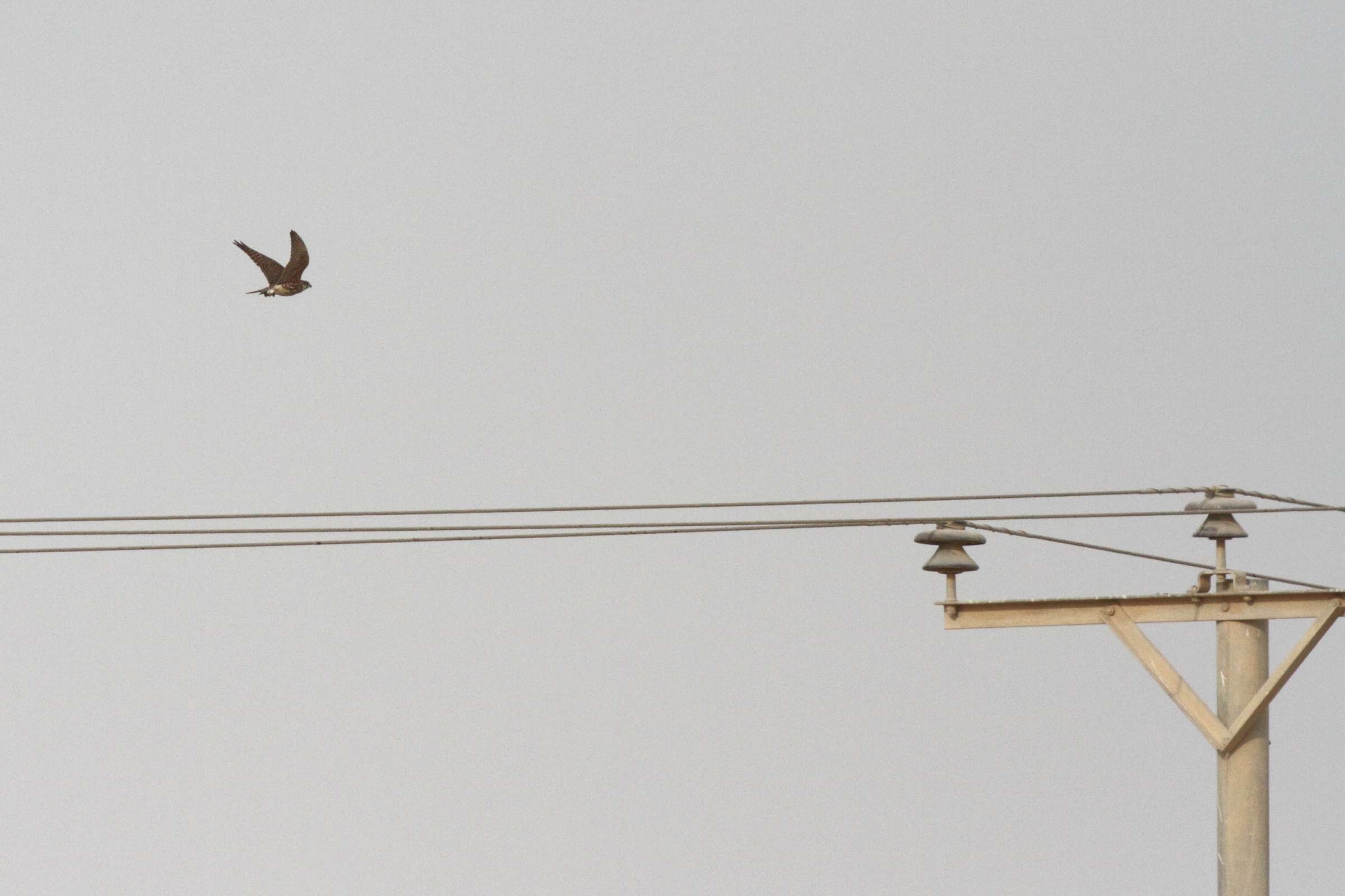 Merlin. Qatar, 14 November 2012 © Neil G. Morris.