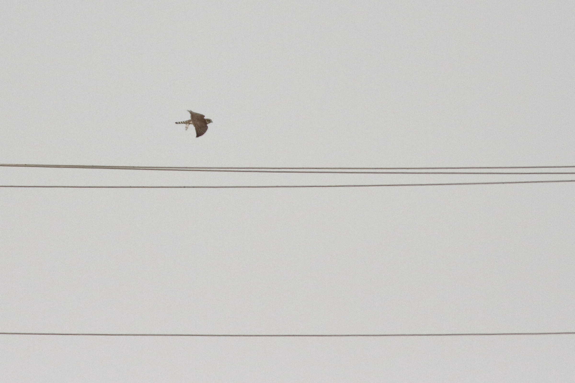 Merlin. Qatar, 14 November 2012 © Neil G. Morris.