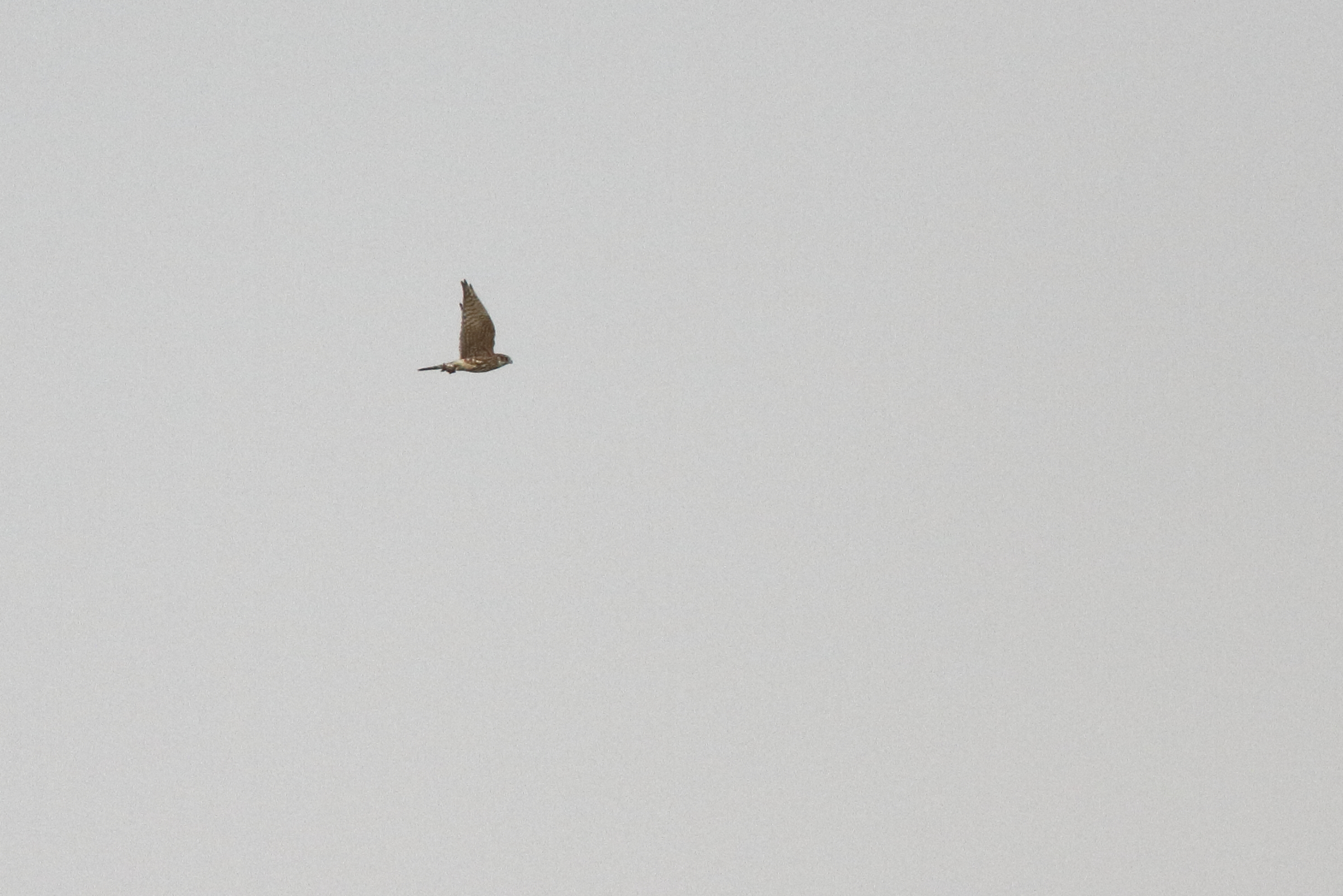 Merlin. Qatar, 14 November 2012 © Neil G. Morris.