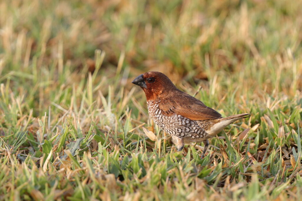 Scaly-breasted Munia. Qatar, 06 April 2013 © Neil G. Morris.