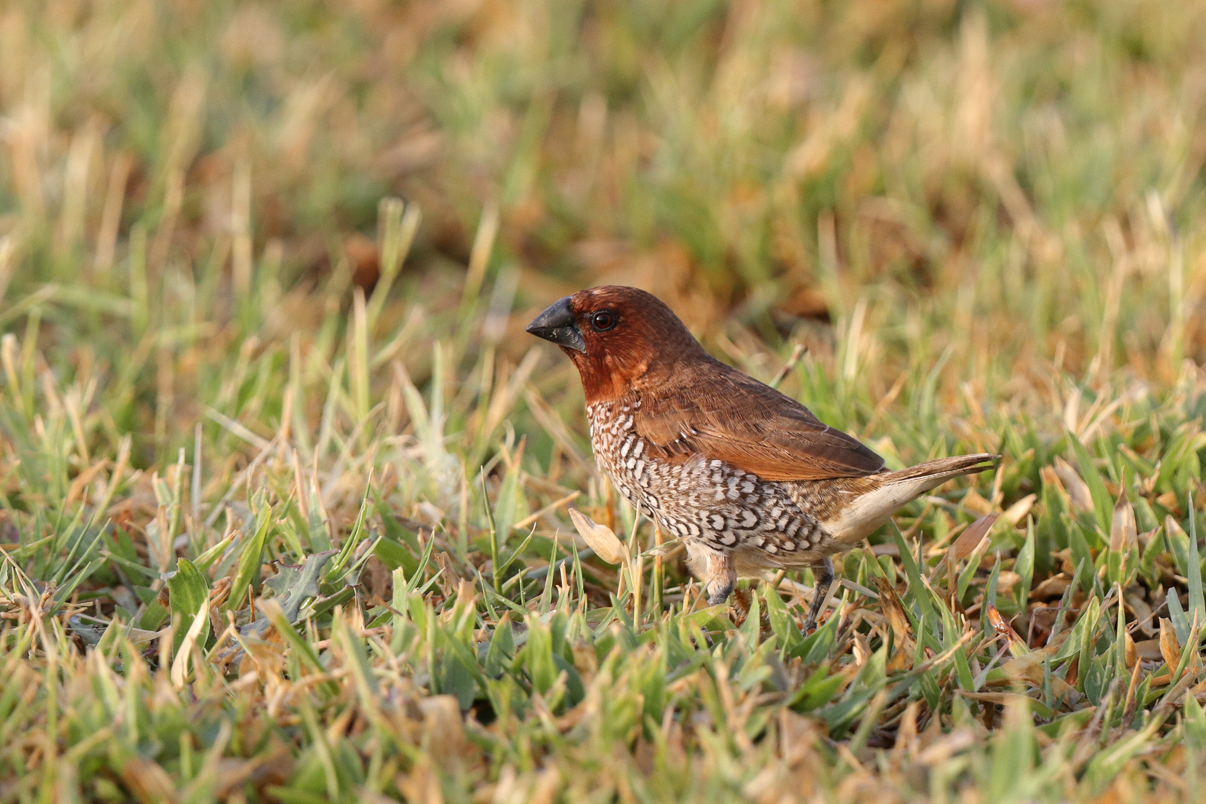 Scaly-breasted Munia. Qatar, 06 April 2013 © Neil G. Morris.