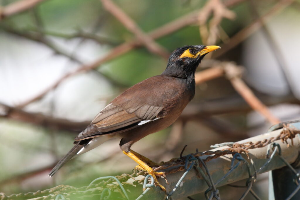 Common Myna. Qatar, 01 October 2012 © Neil G. Morris.