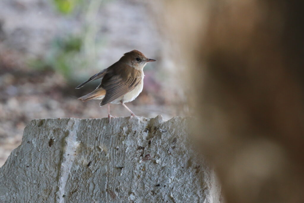 Common Nightingale. Qatar, 23 March 2013 © Neil G. Morris.
