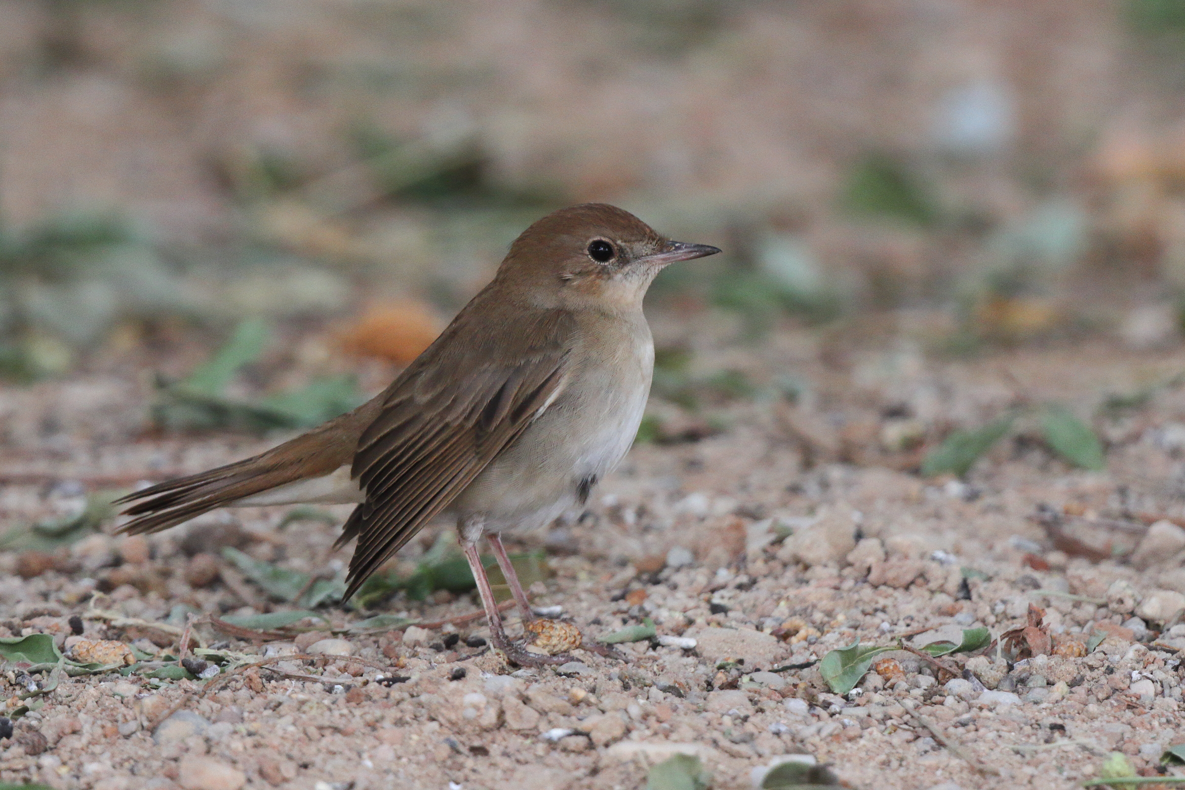 Common Nightingale. Qatar, 25 March 2013 © Neil G. Morris.