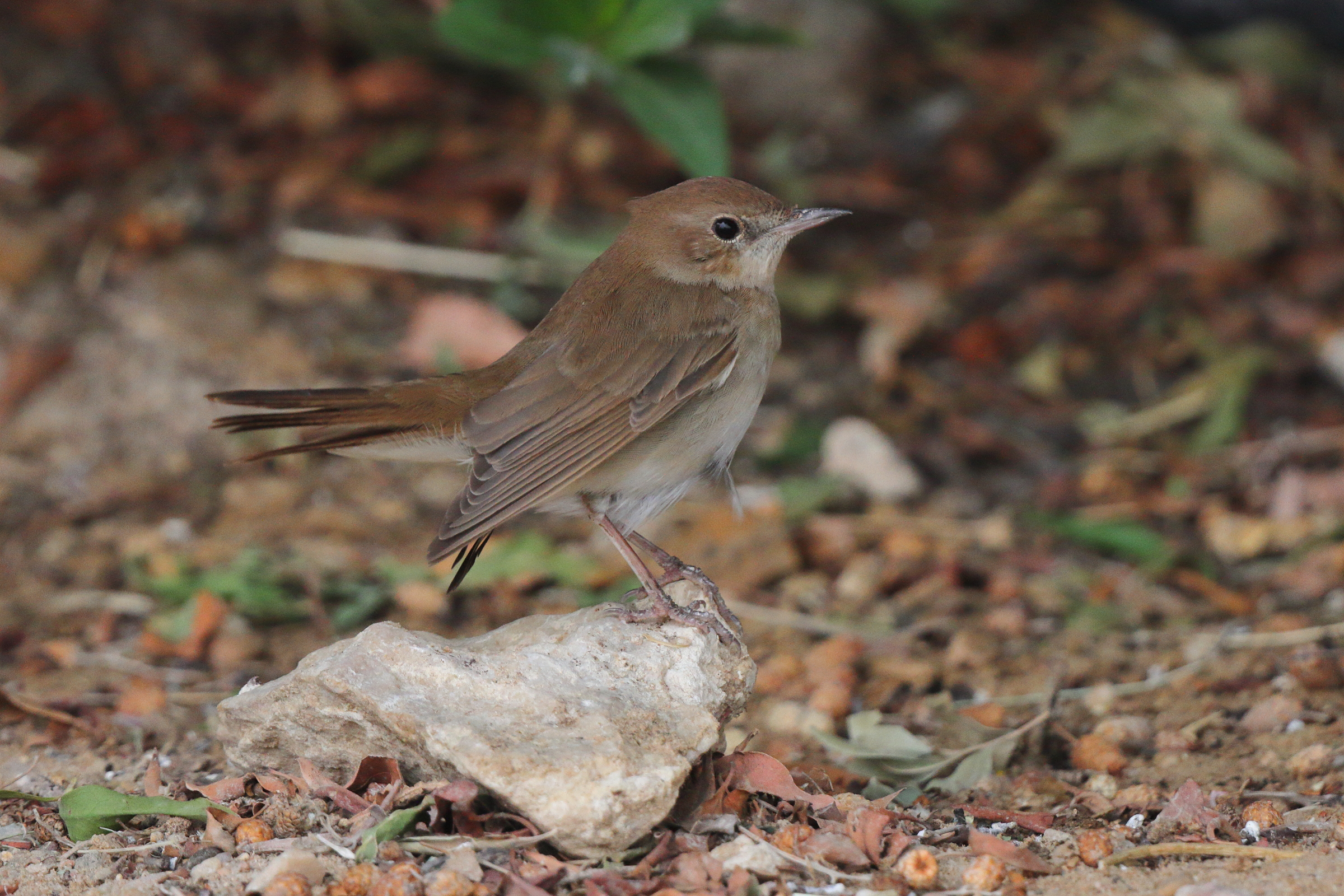 Common Nightingale. Qatar, 25 March 2013 © Neil G. Morris.