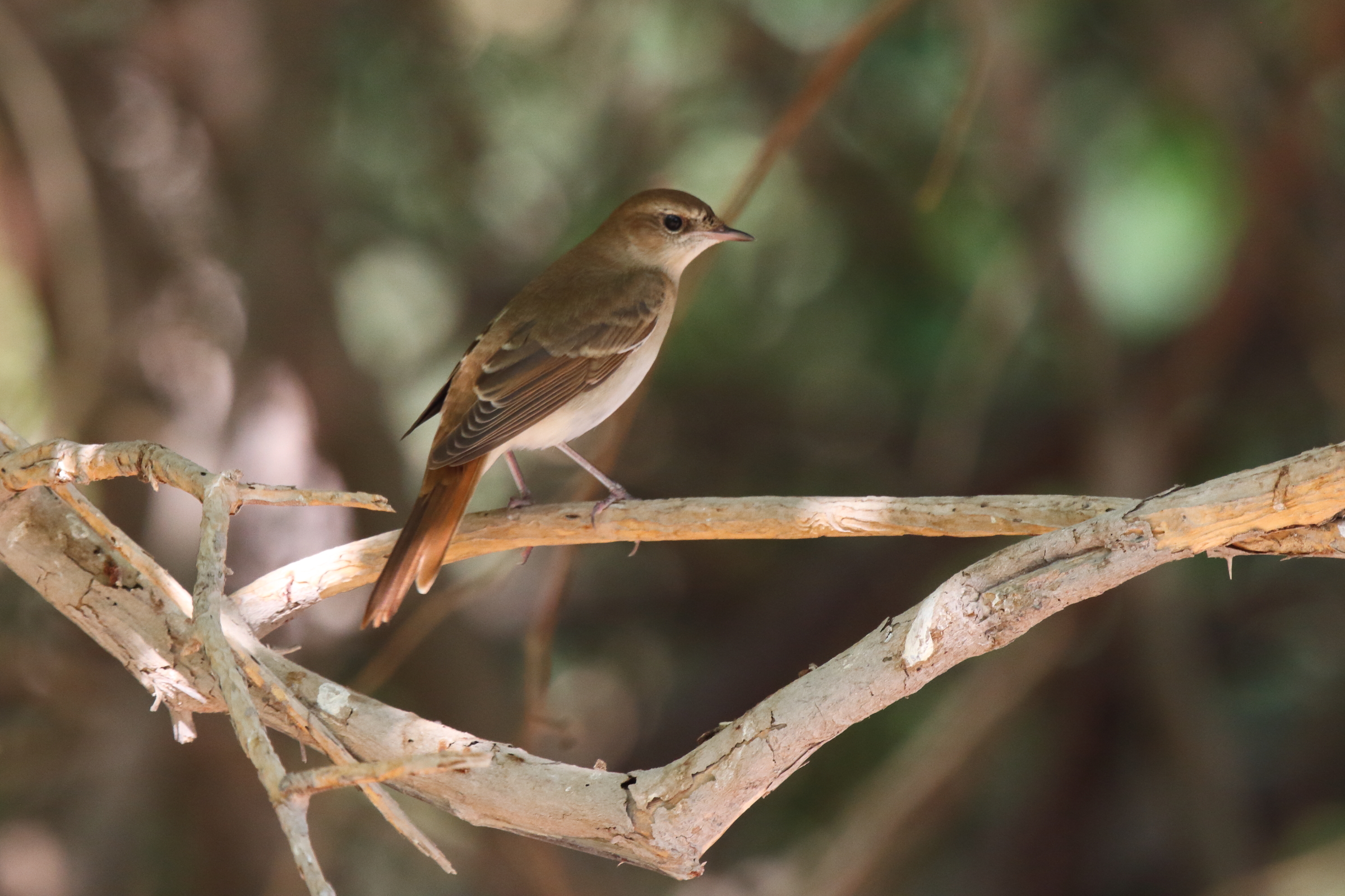 'Eastern' Nightingale. Qatar, 01 October 2012 © Neil G. Morris.