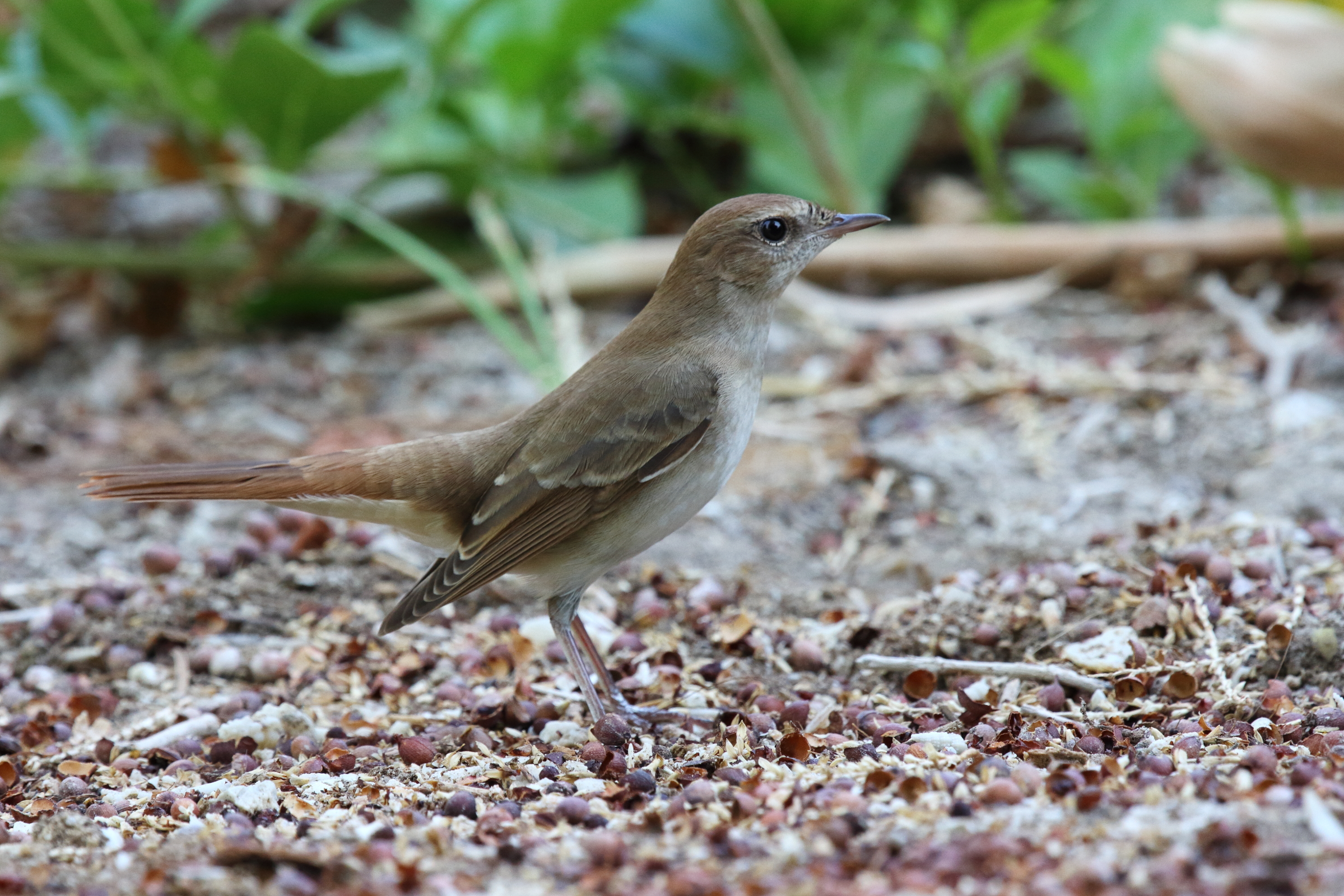 'Eastern' Nightingale. Qatar, 01 October 2012 © Neil G. Morris.