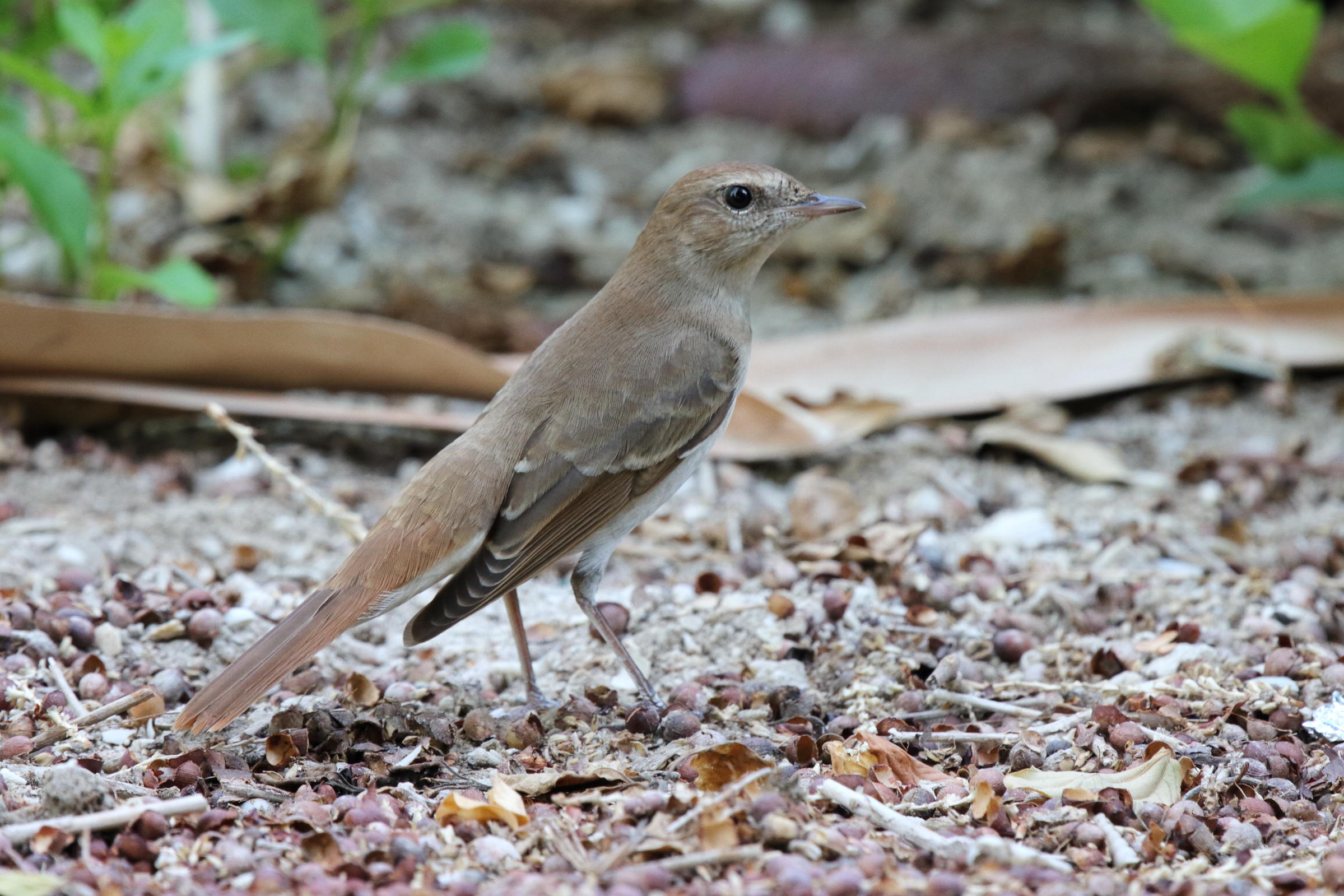 'Eastern' Nightingale. Qatar, 01 October 2012 © Neil G. Morris.
