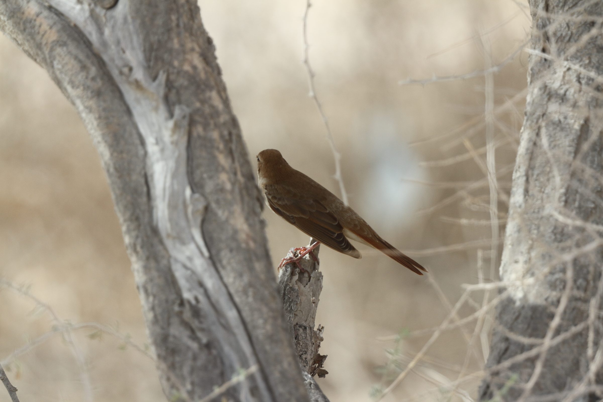 'Eastern' Nightingale. Qatar, 18 April 2013 © Neil G. Morris.