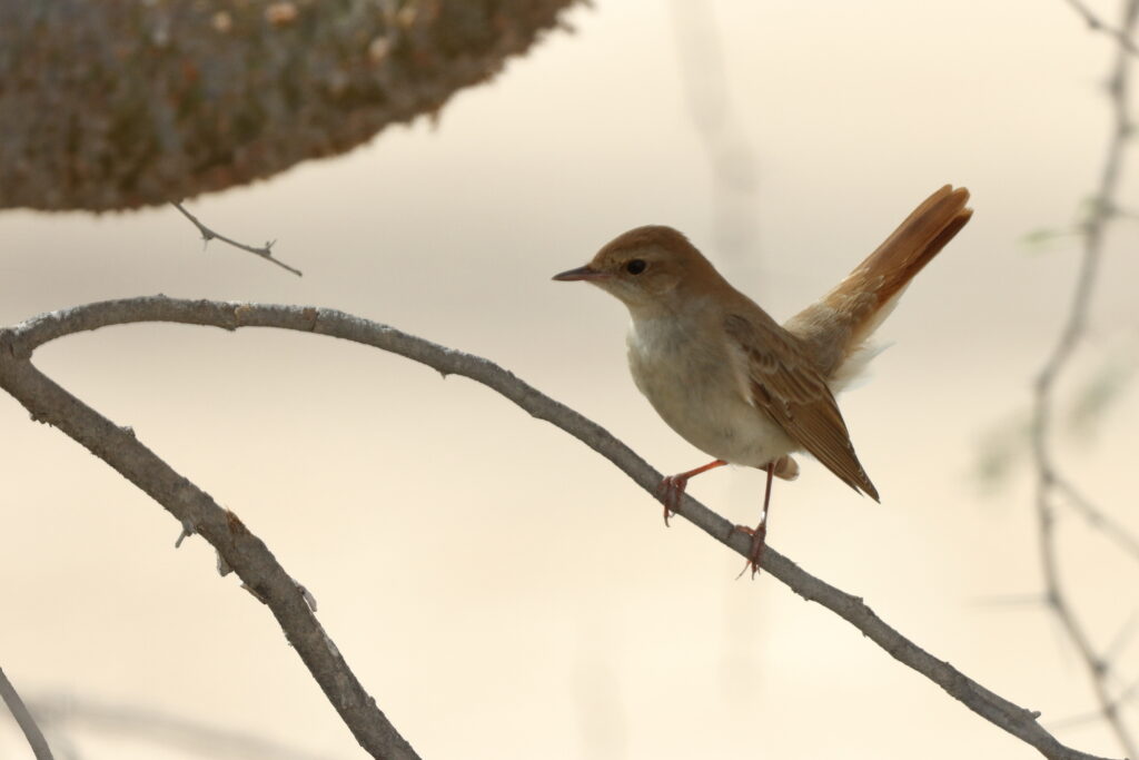 'Eastern' Nightingale. Qatar, 18 April 2013 © Neil G. Morris.