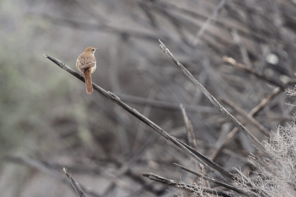 'Eastern' Nightingale. Qatar, 30 April 2013 © Neil G. Morris.