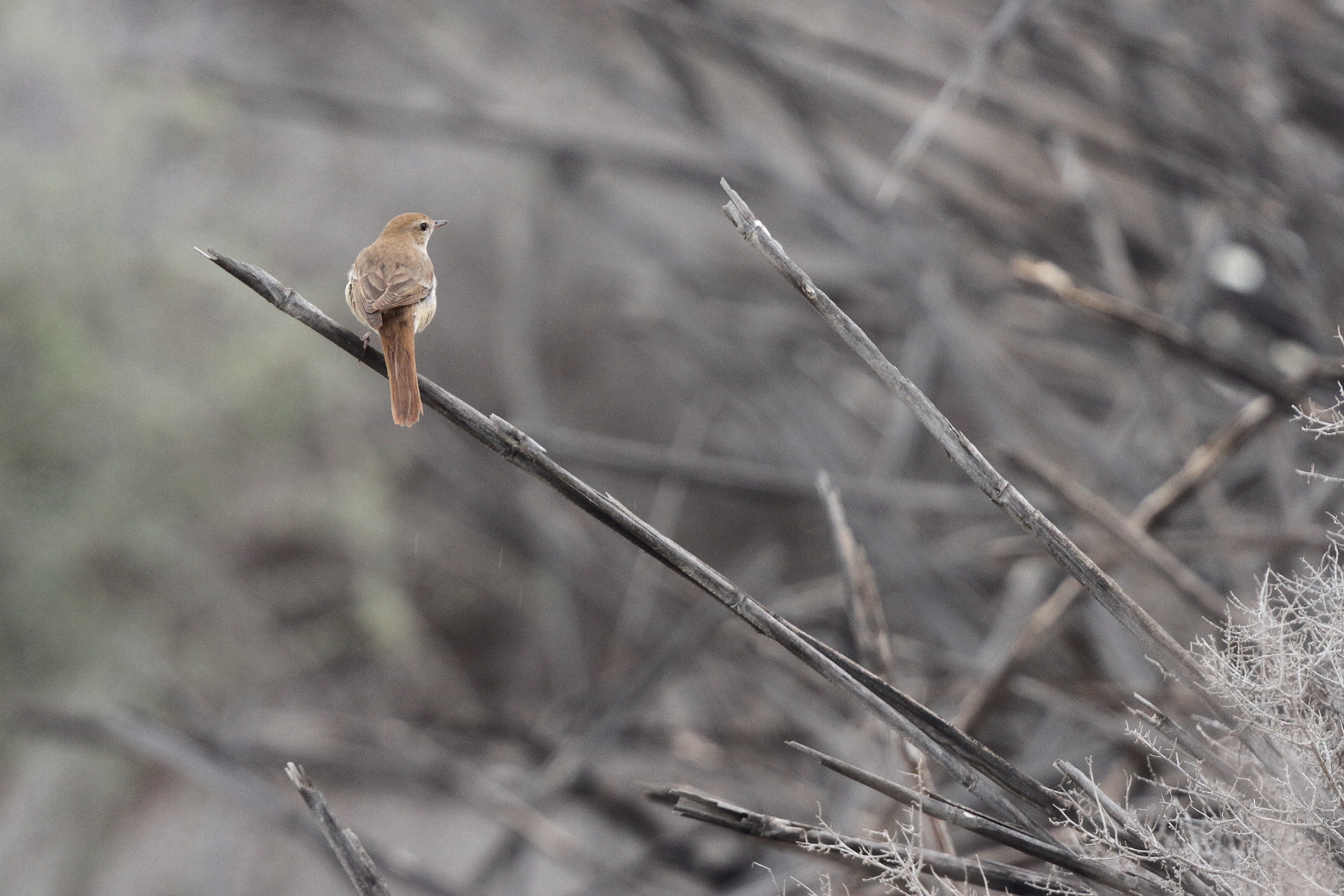 'Eastern' Nightingale. Qatar, 30 April 2013 © Neil G. Morris.