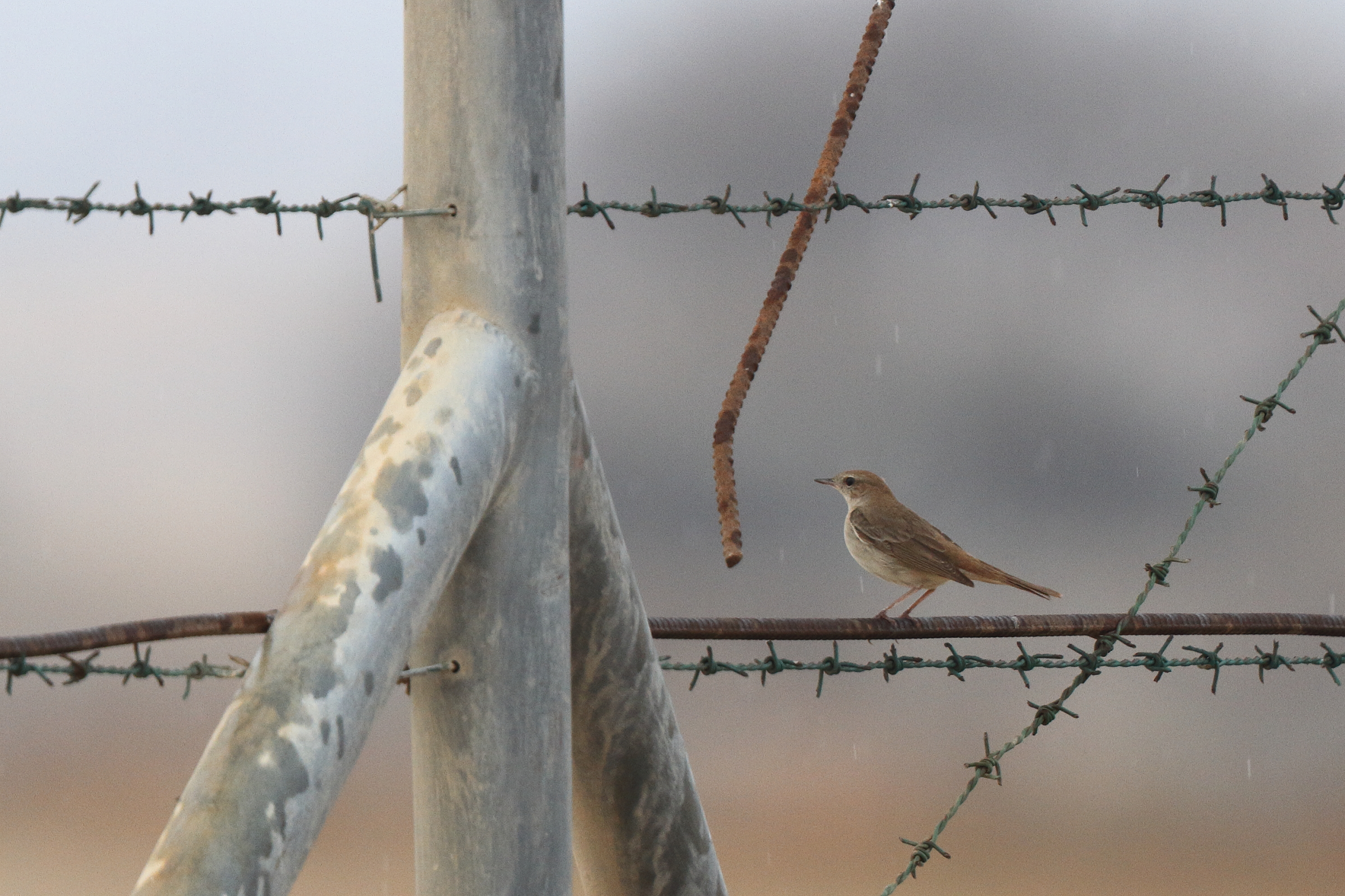 'Eastern' Nightingale. Qatar, 30 April 2013 © Neil G. Morris.