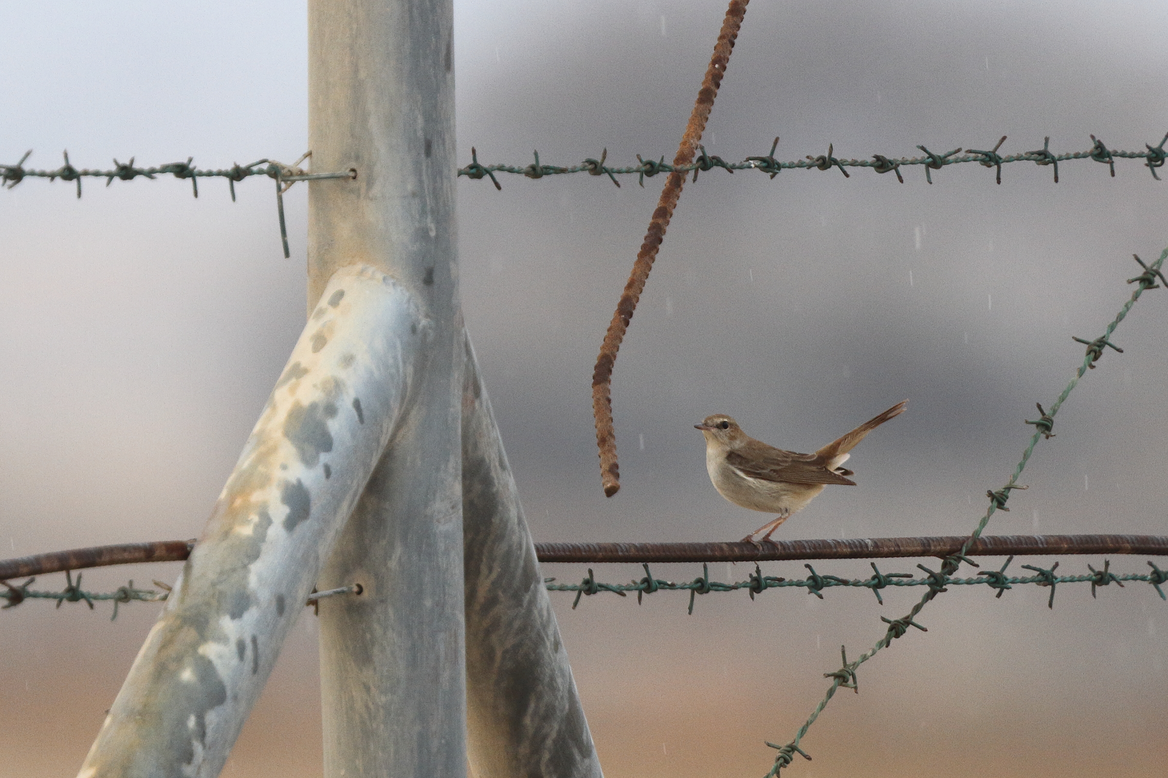 'Eastern' Nightingale. Qatar, 30 April 2013 © Neil G. Morris.