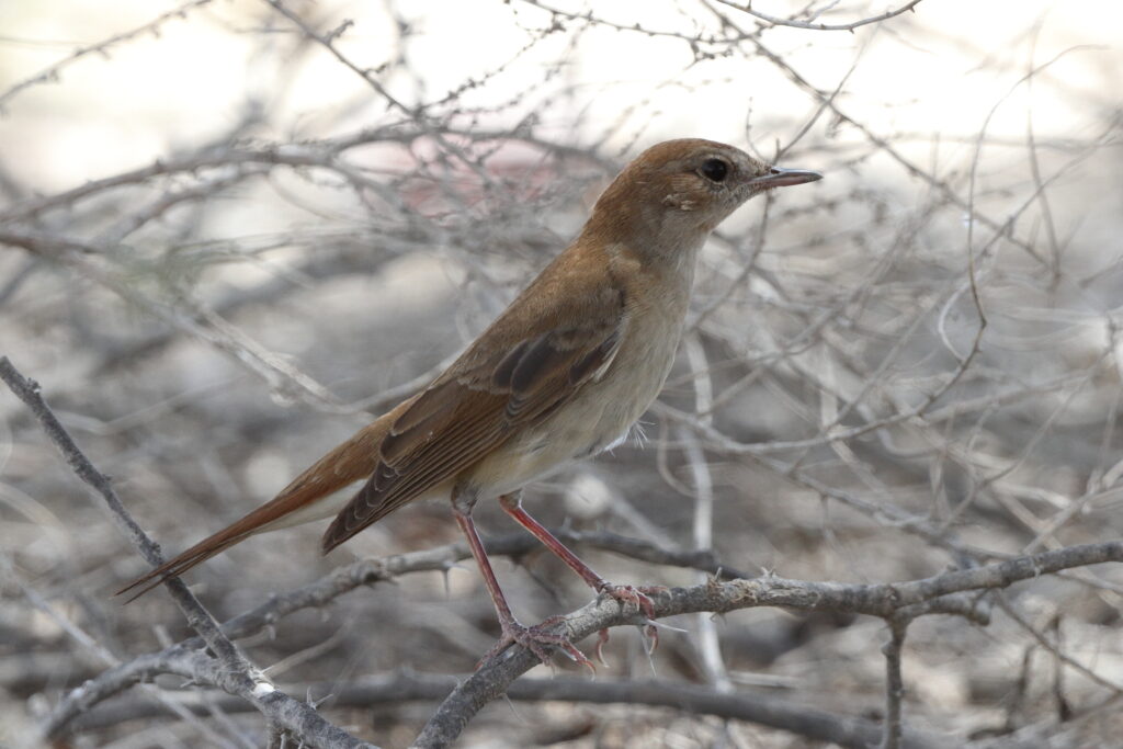 'Eastern' Nightingale. Qatar, 09 April 2014 © Neil G. Morris.